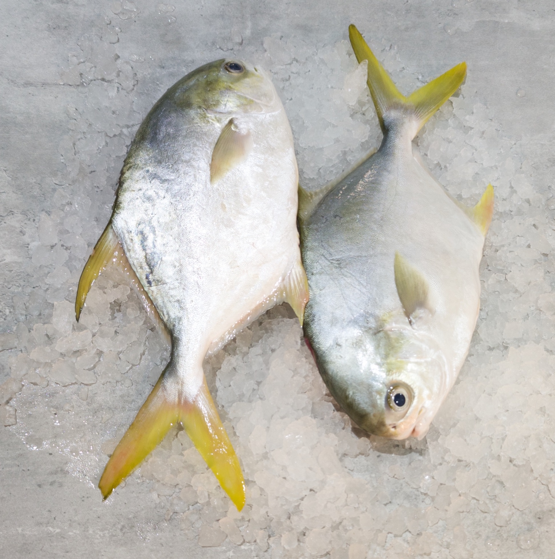 Golden Pomfret Fish (Silver Pomfret) in Singapore VitaminSeafood