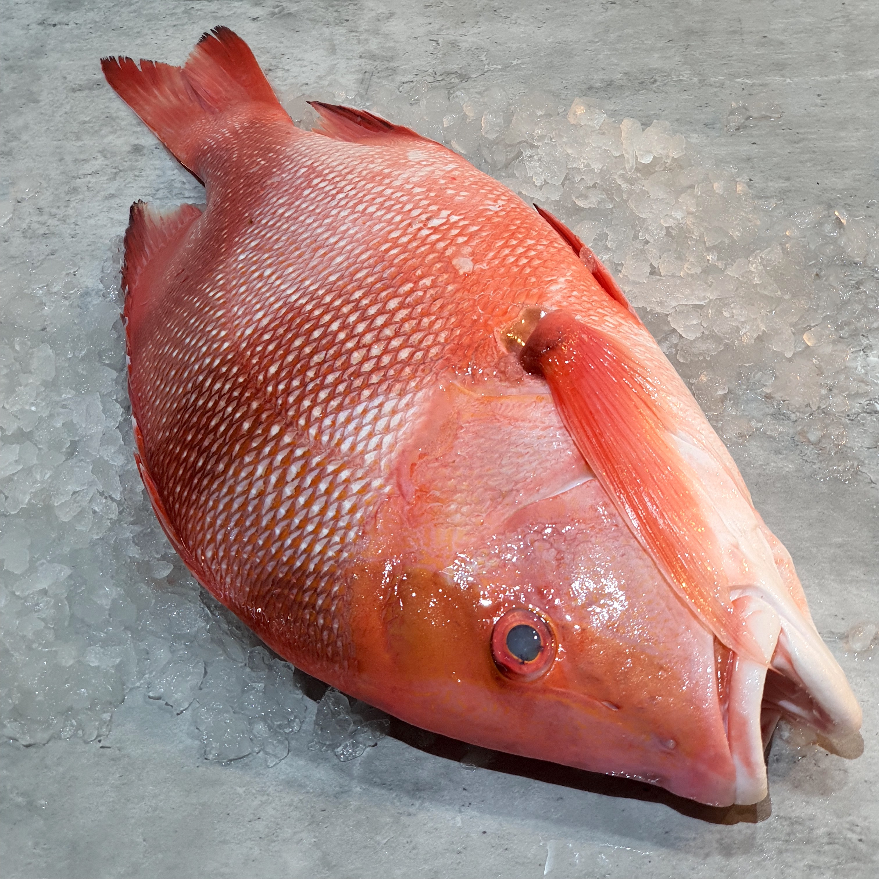 emperor red snapper