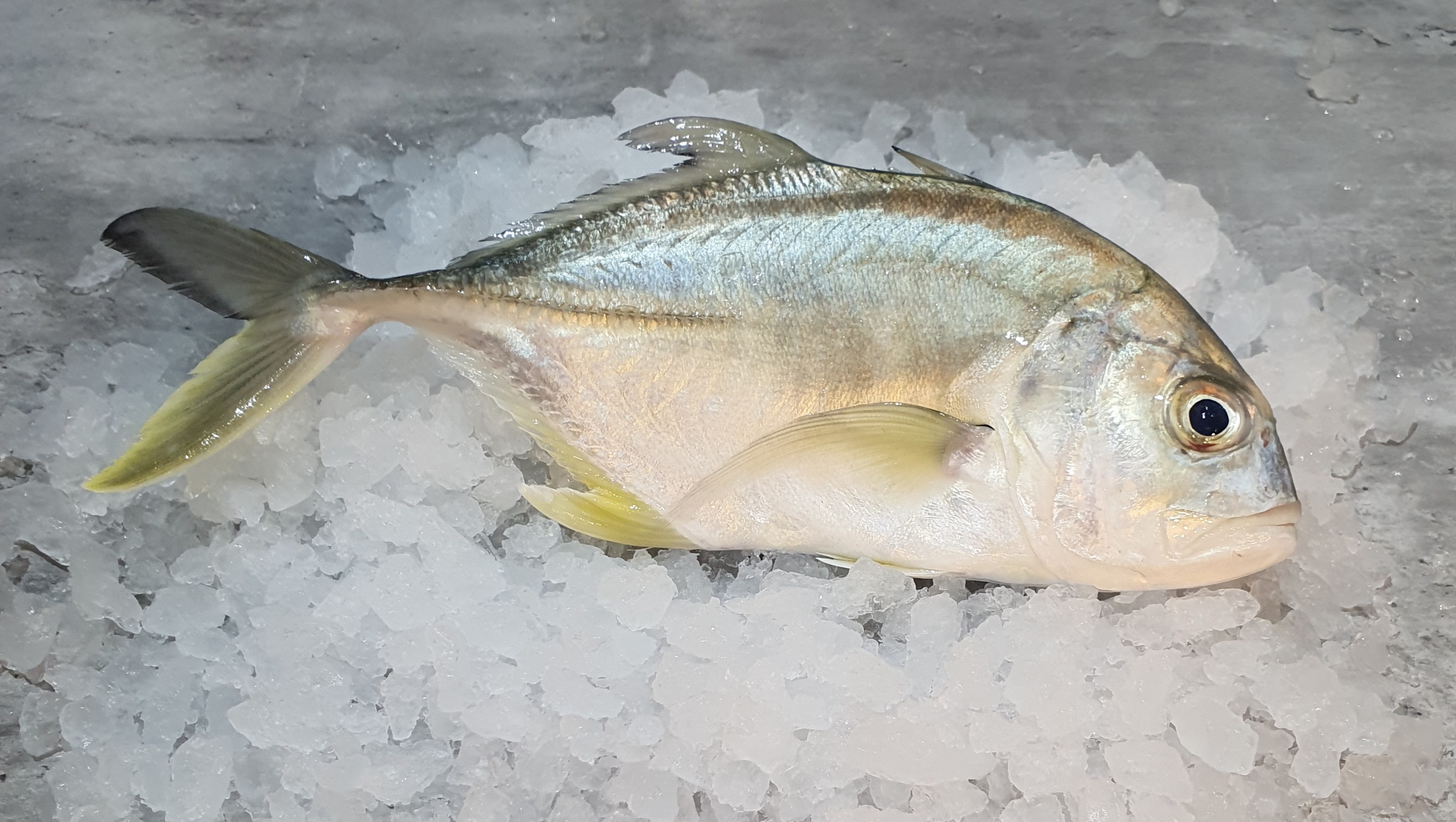 trevally-fish