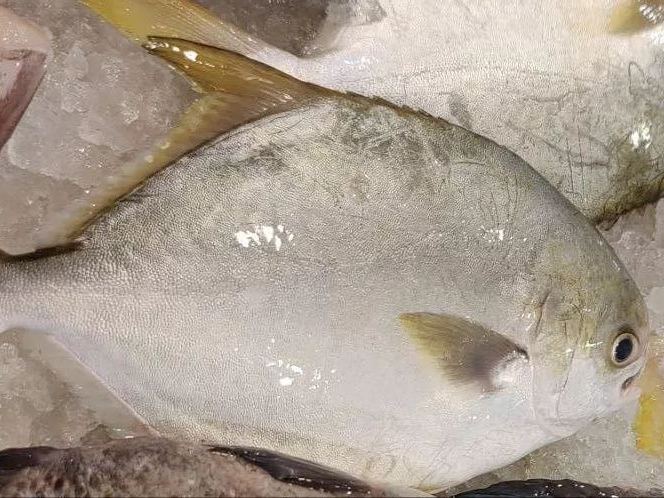 Silver Pomfret [3 for $20]