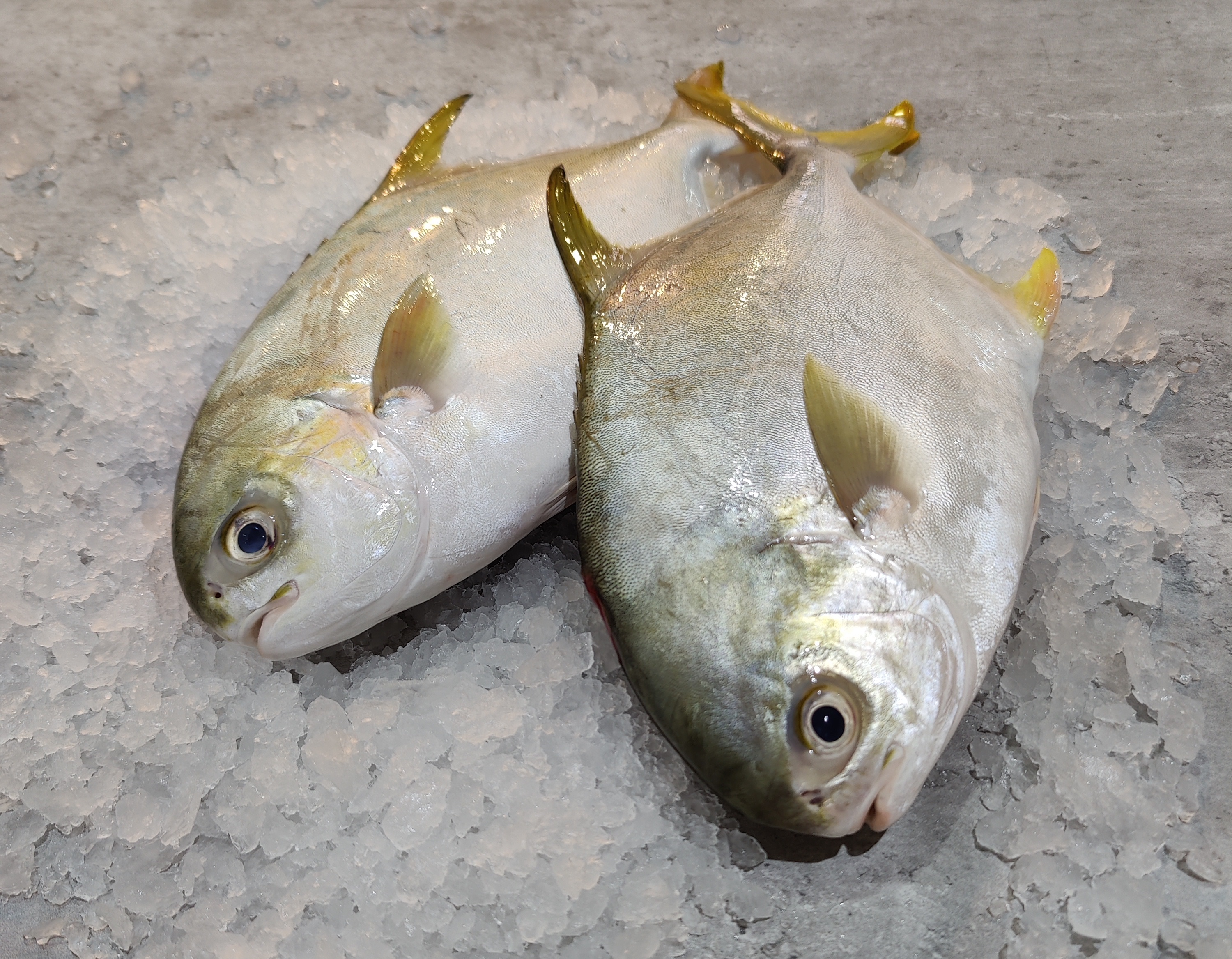 Shortfin Silver Pomfret 短鳍鲳鱼