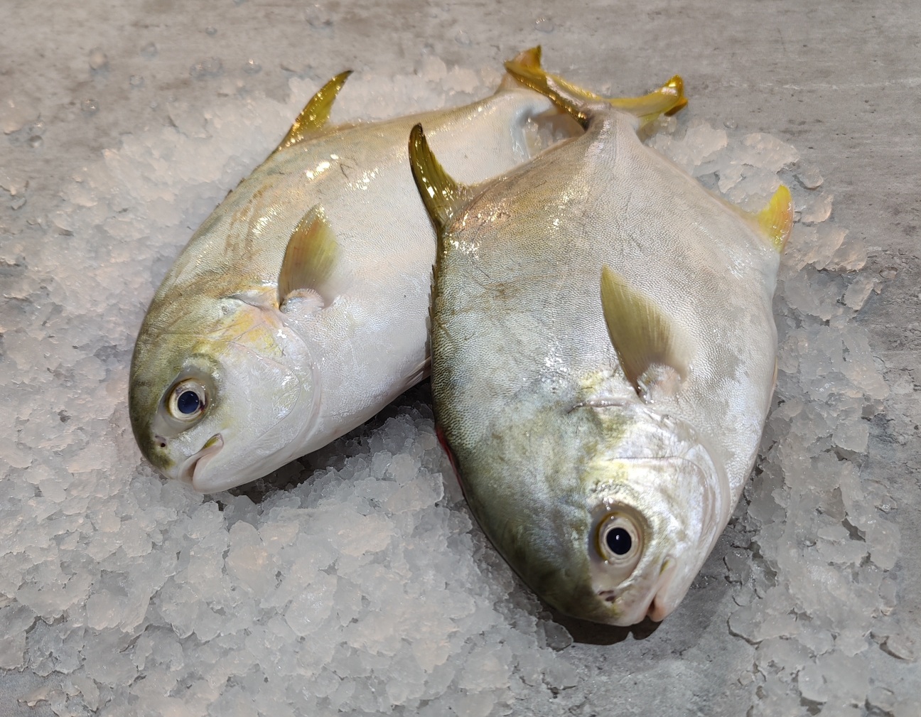 Golden Pomfret Fish (Silver Pomfret) in Singapore VitaminSeafood