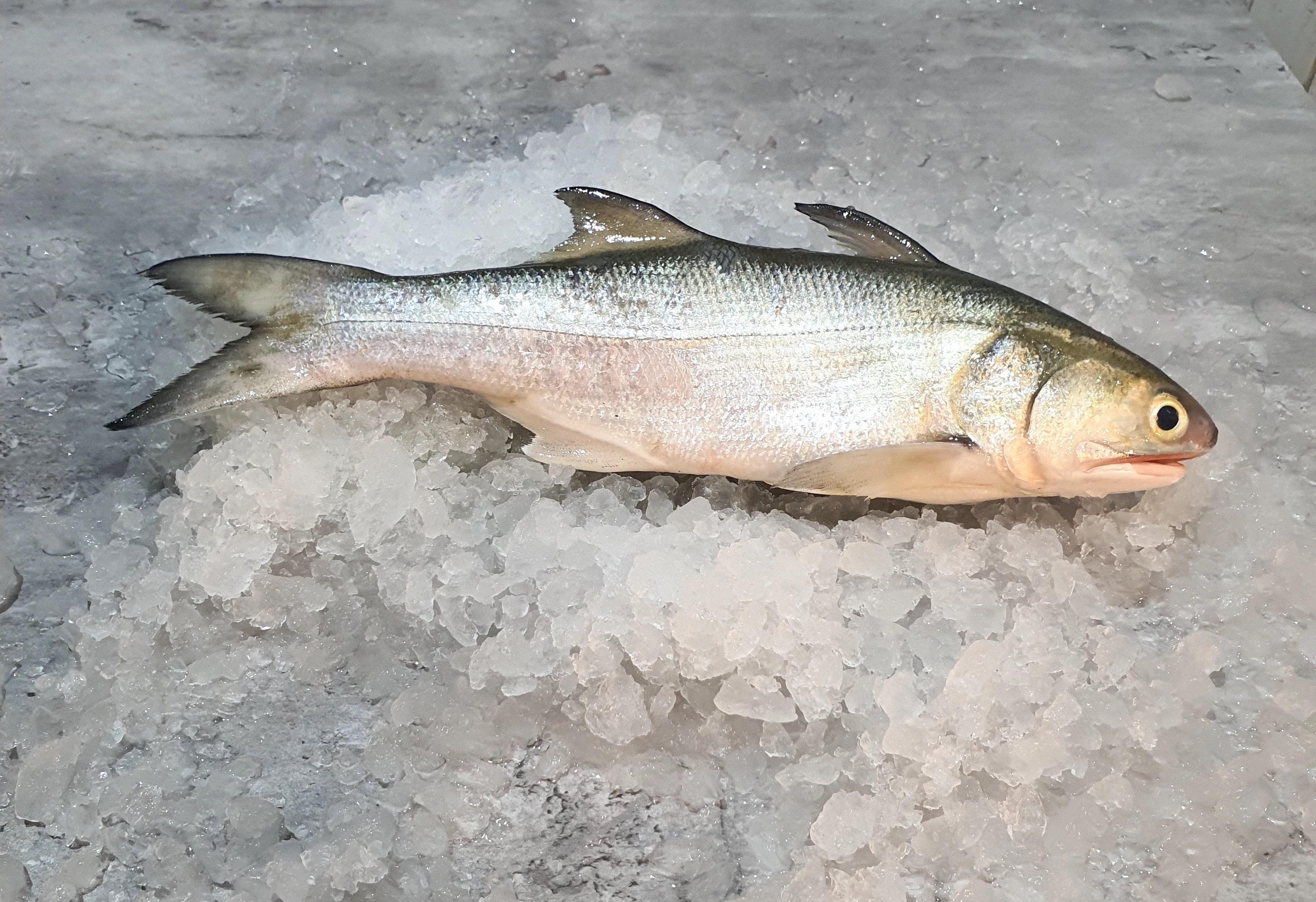 threadfin fish