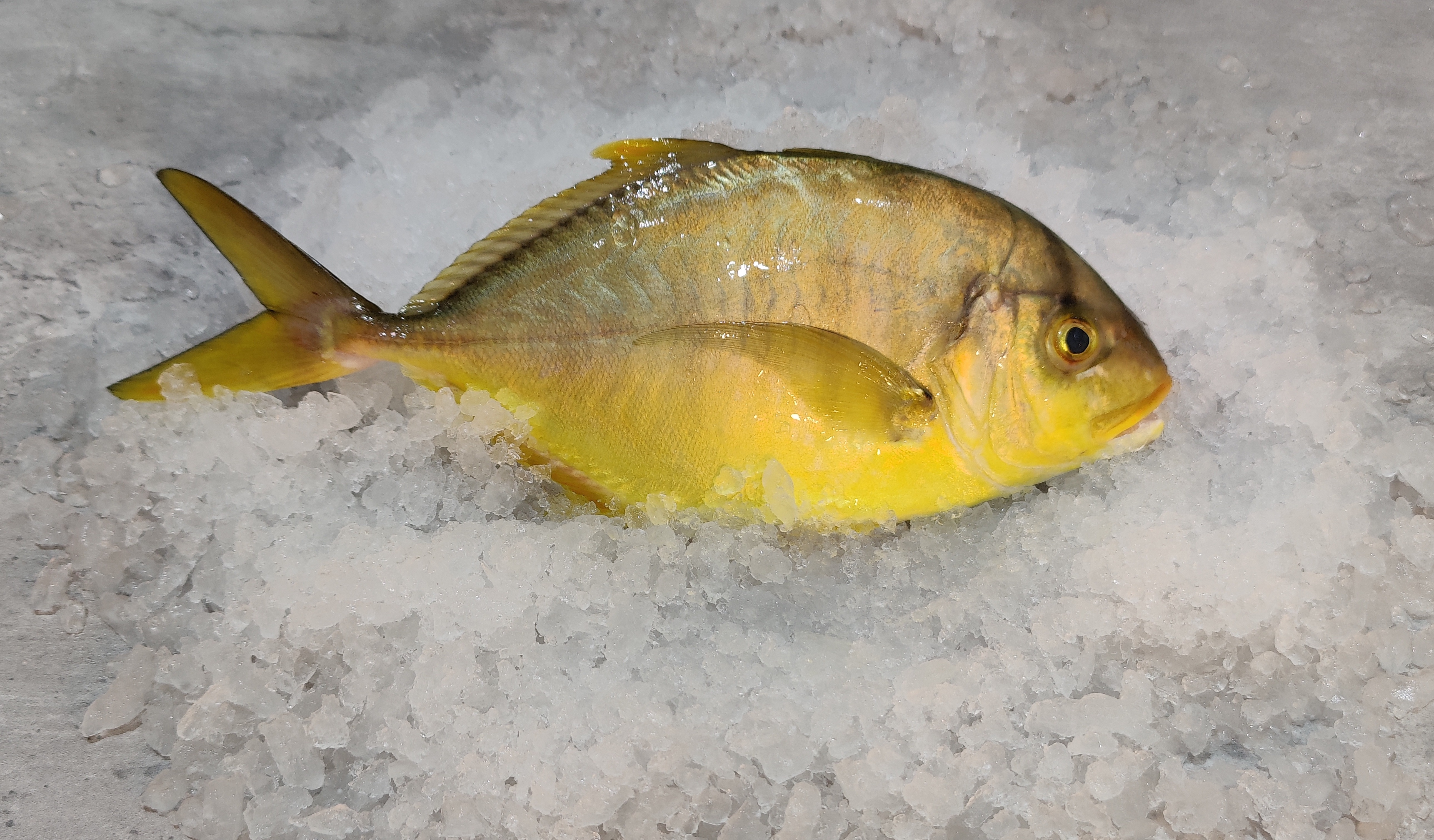Golden Trevally Fish (Boon Nang)