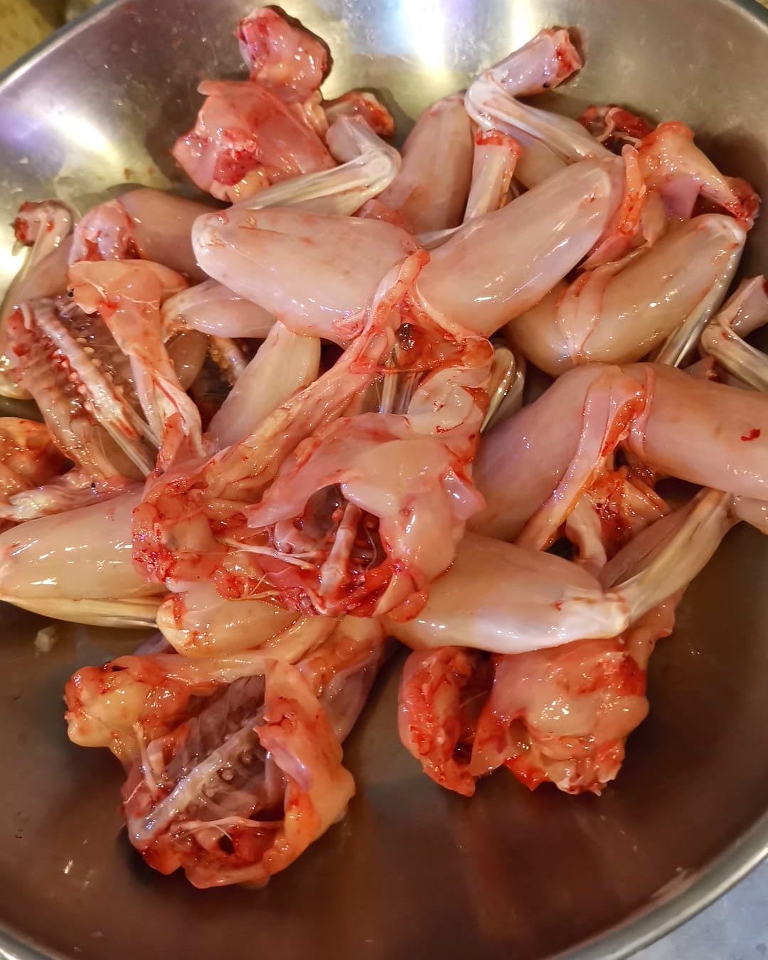 Chinese Edible Frog