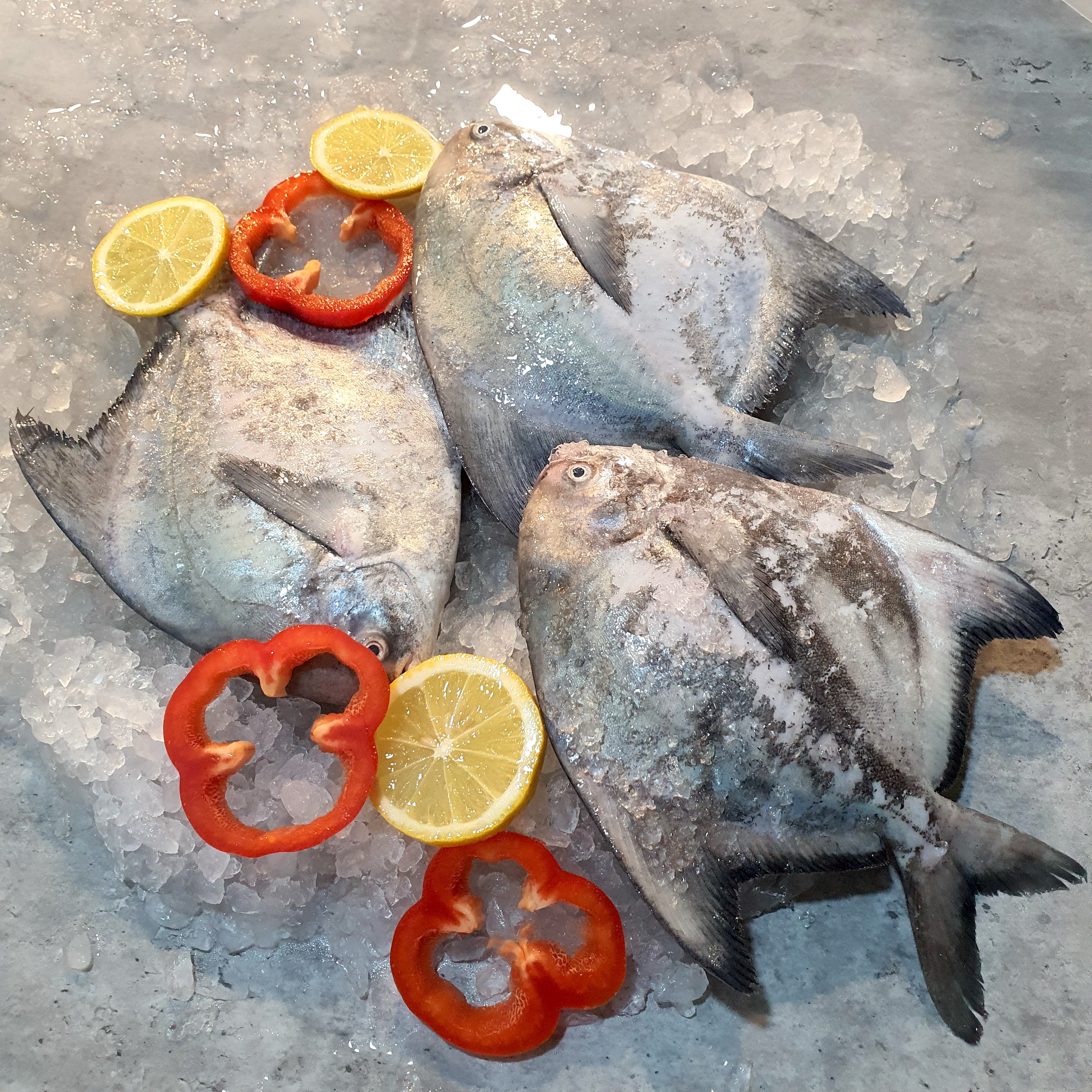 Chinese Pomfret