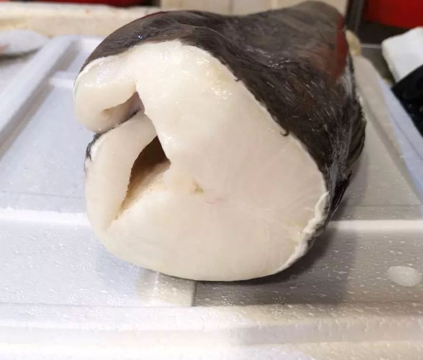 Wild Cod Fish Meat (Steak/Fillet) [Premium Grade]