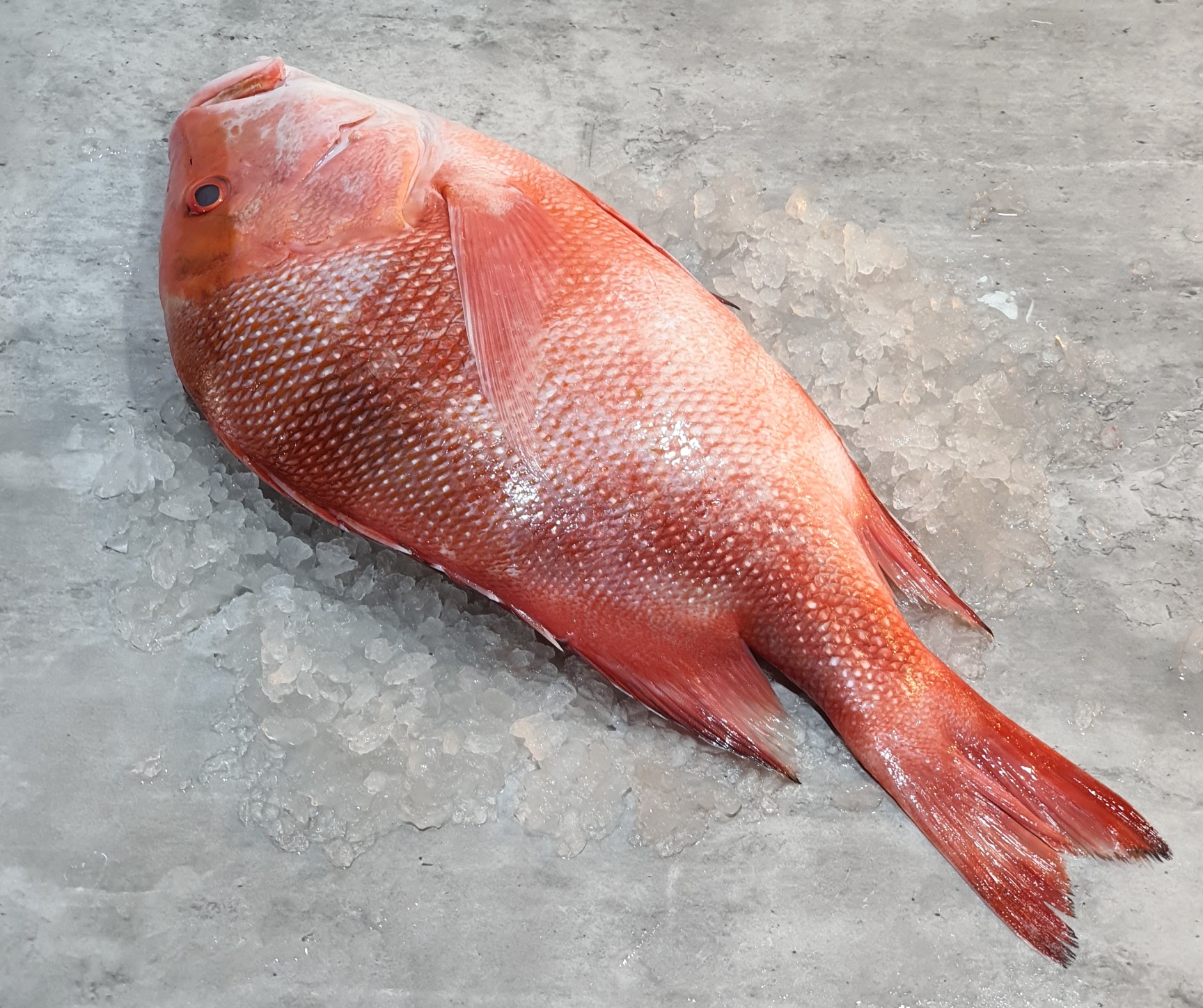 Wild Emperor Red Snapper - Fresh & Nutritious | VitaminSeafood