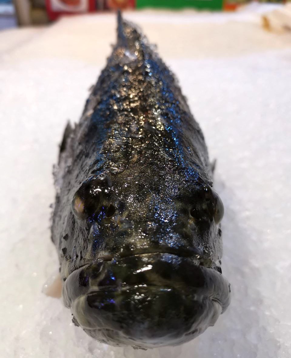 Premium Grouper Fish Head