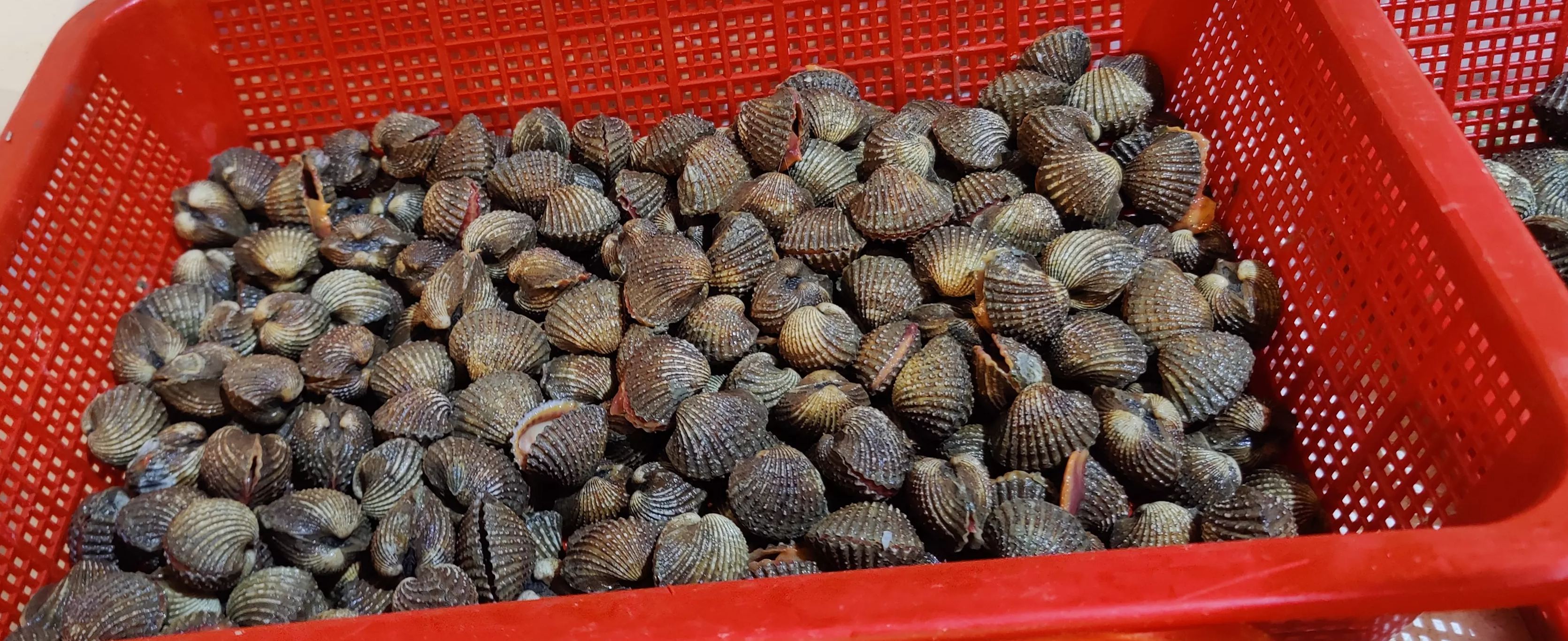 Sea Hum Live Cockles