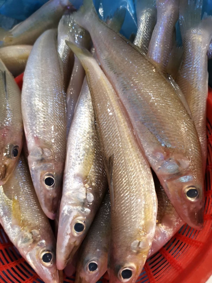 Smelt Whiting Fish 野生沙尖