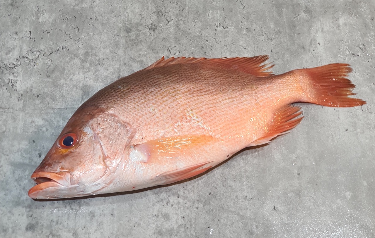 Fresh Crimson Red Snapper 春鸡 - by VitaminSeafood