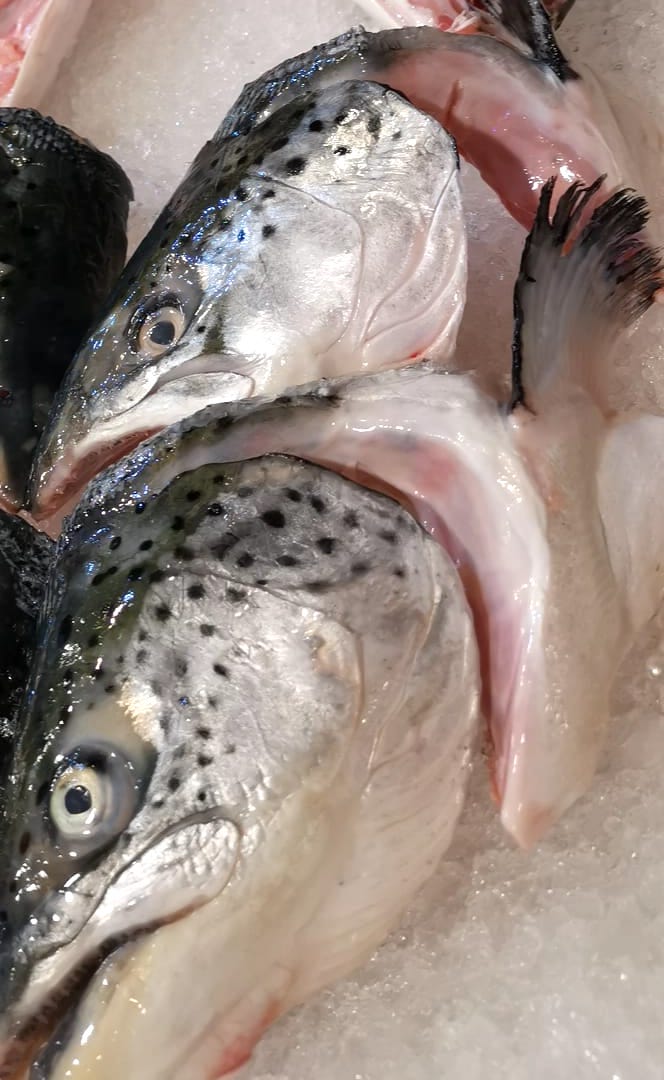 Salmon Fish Head