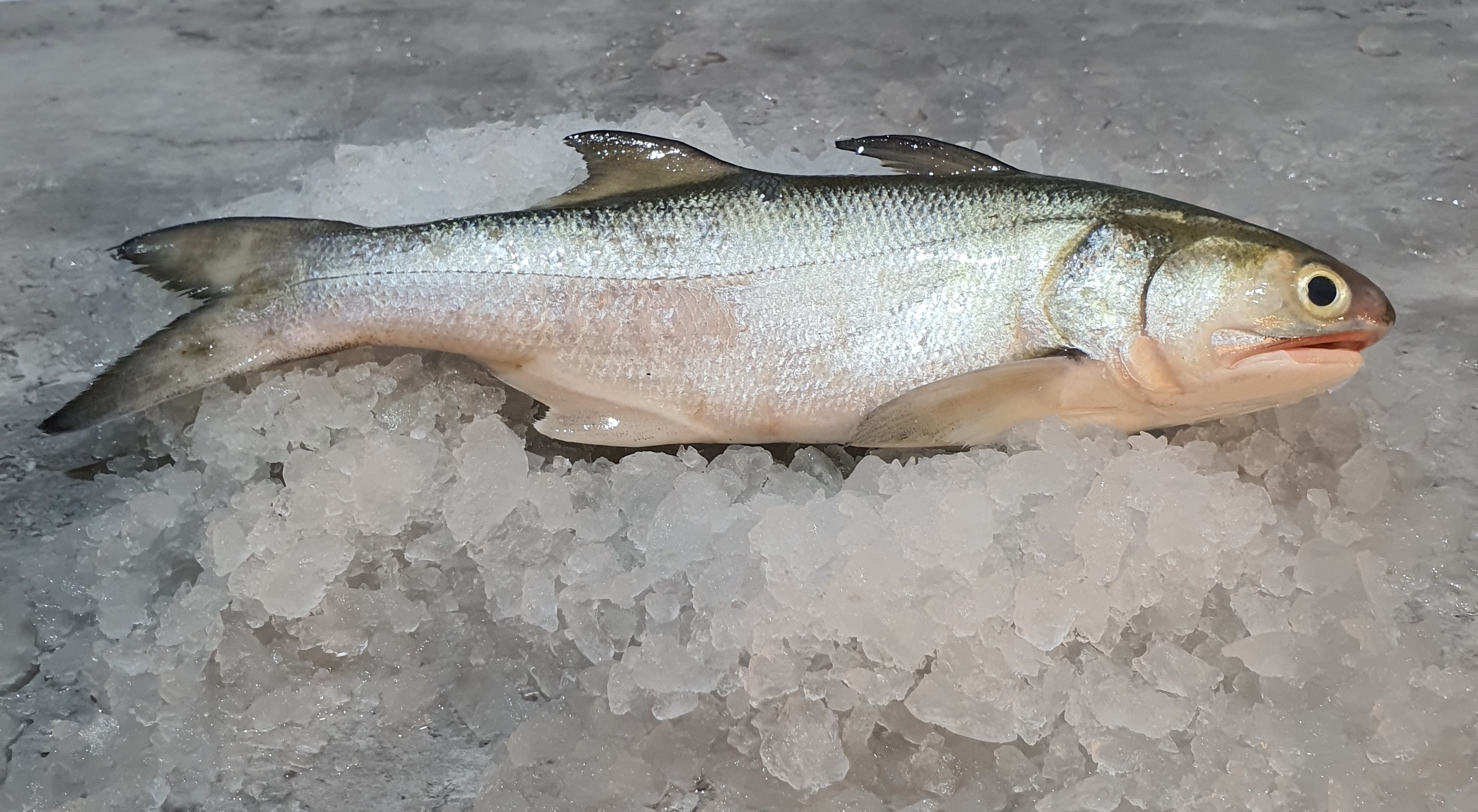 Baby Threadfin 小午鱼