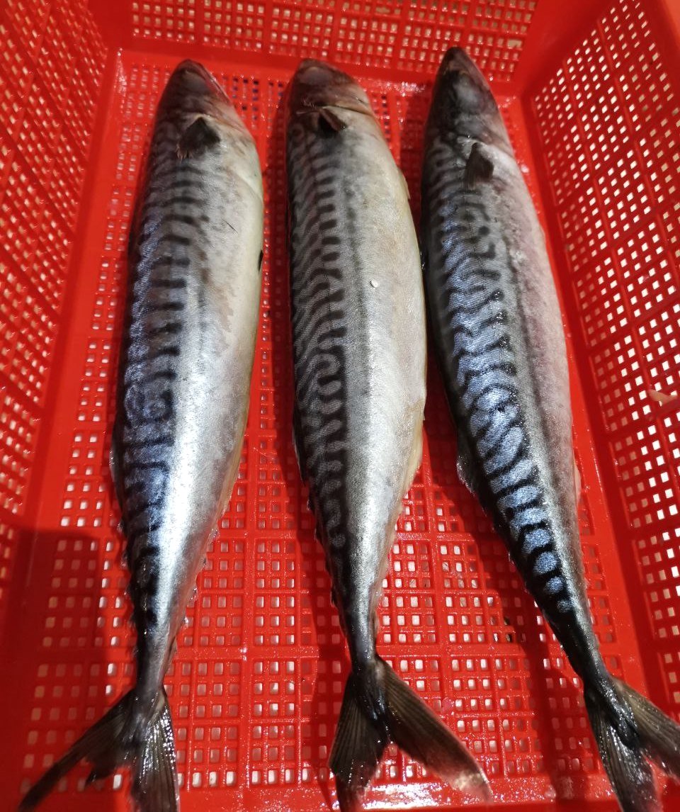 Saba Mackerel Fish