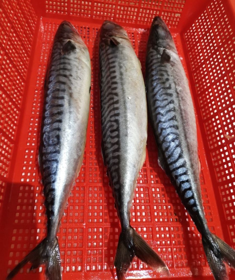 Saba Atlantic Mackerel Fish