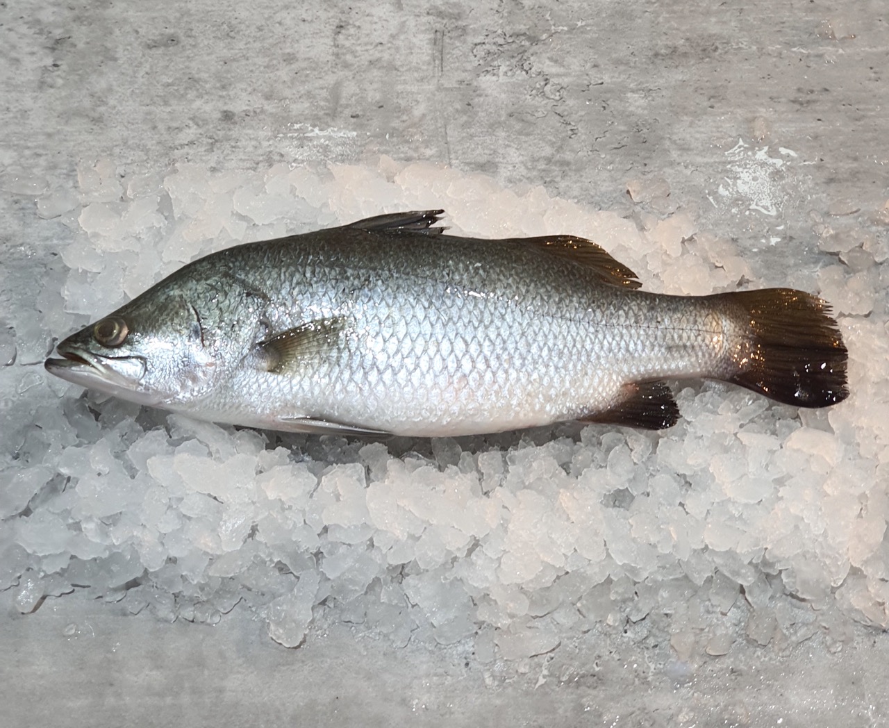 Fresh Barramundi Fish On Ice - by VitaminSeafood