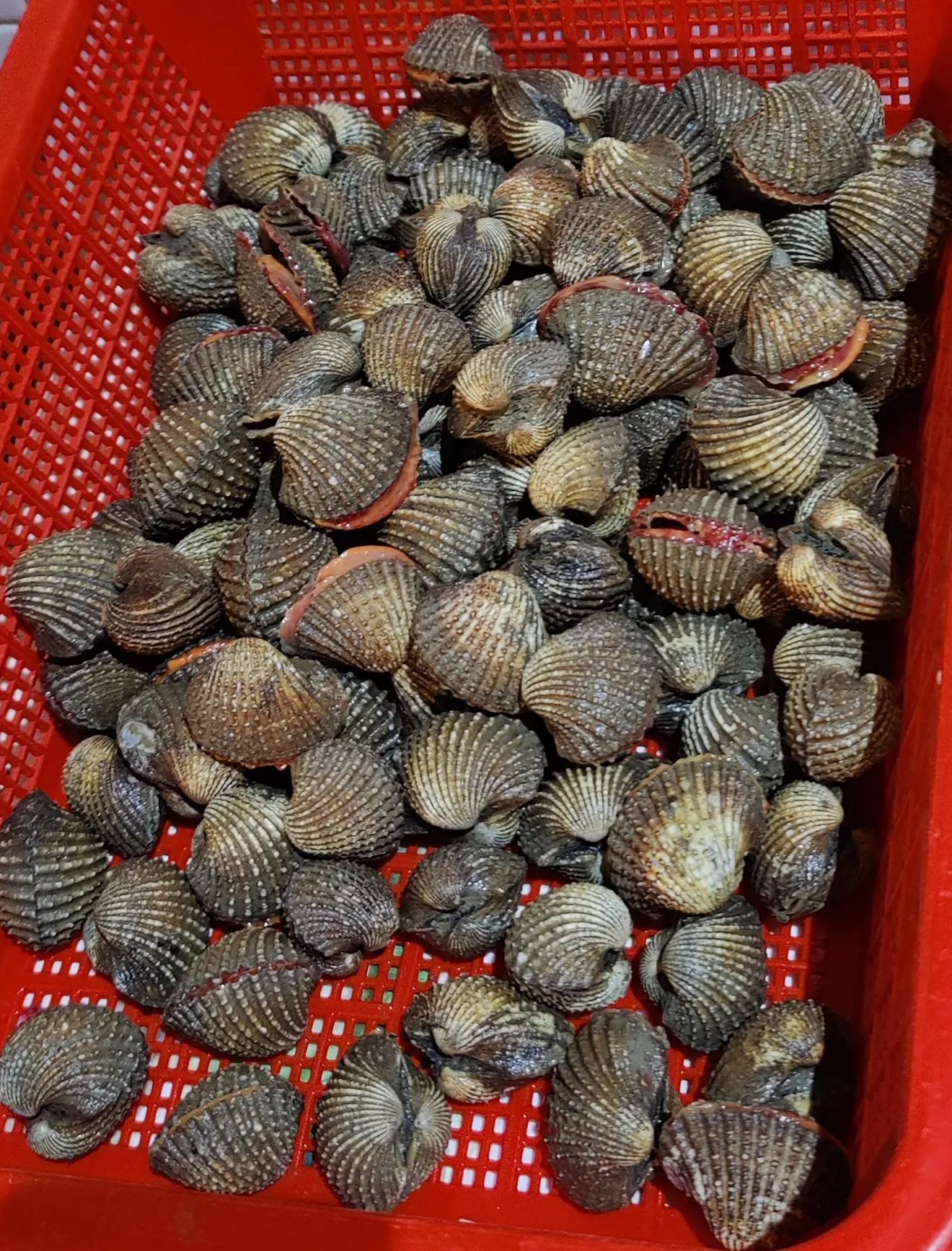 Sea Hum Live Cockles