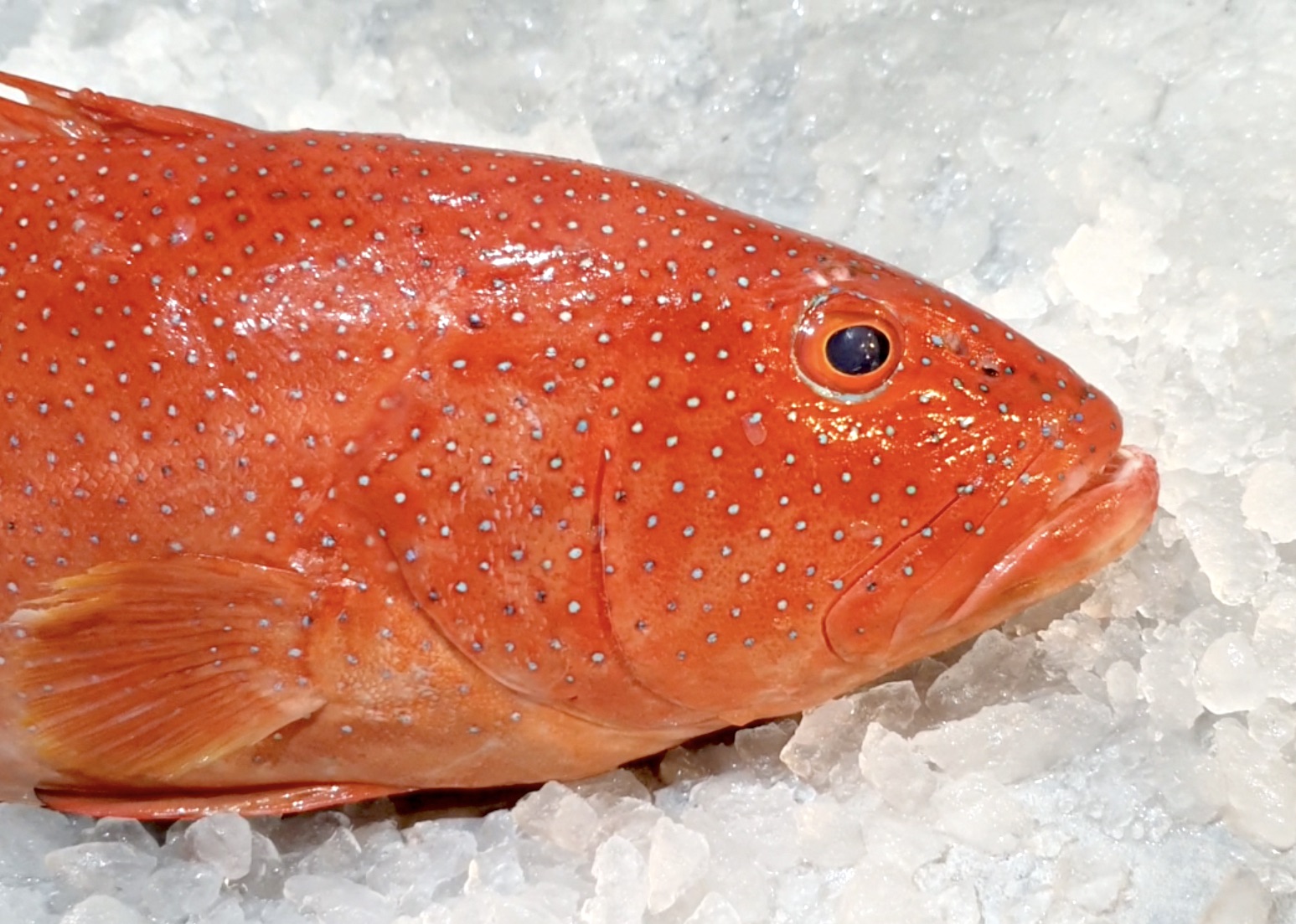 Red Grouper Head