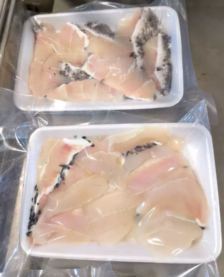 Giant Grouper 龙旦