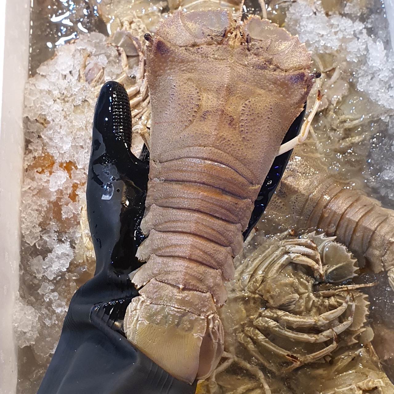 Huge Fresh Crayfish / Fresh Slipper Lobster longer than hand in Singapore