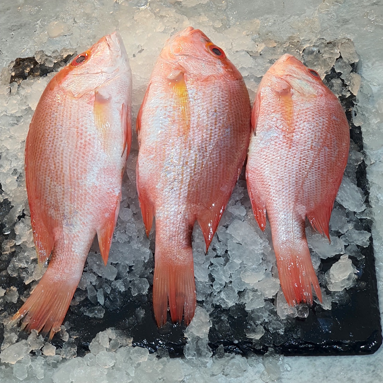 Wild Red Snappers 红鸡 Fresh