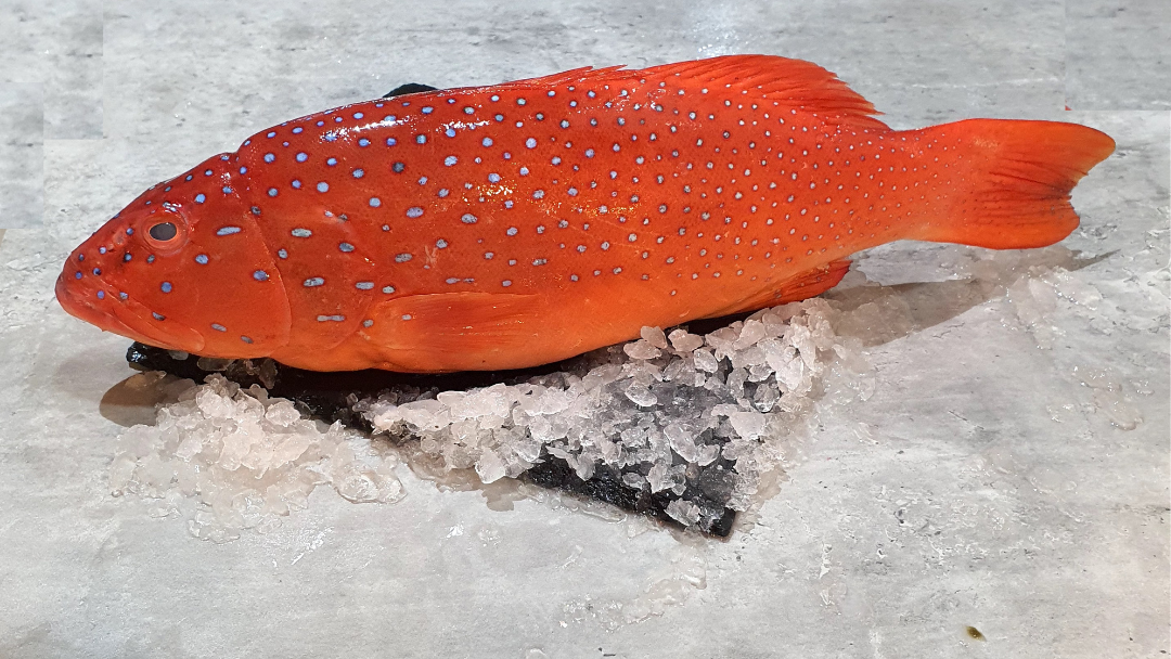 Wild Spotted / Leopard Coral Grouper Fillet (七星 /东星斑 )