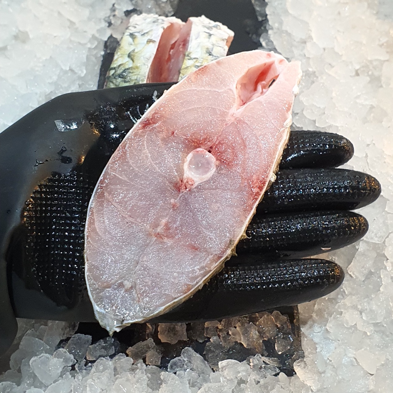 Close Up View of Fresh Barramundi Steak holding it with glove