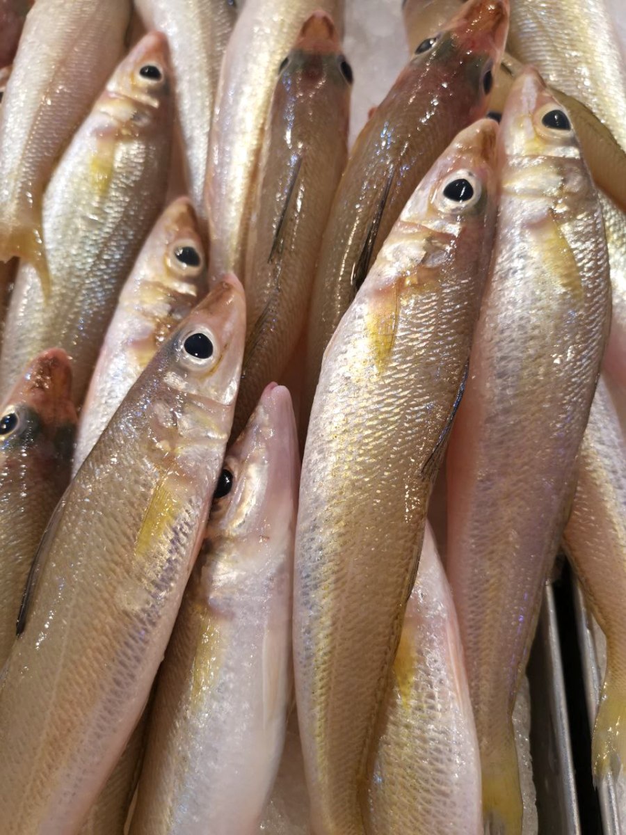 Smelt Whiting Fish 野生沙尖