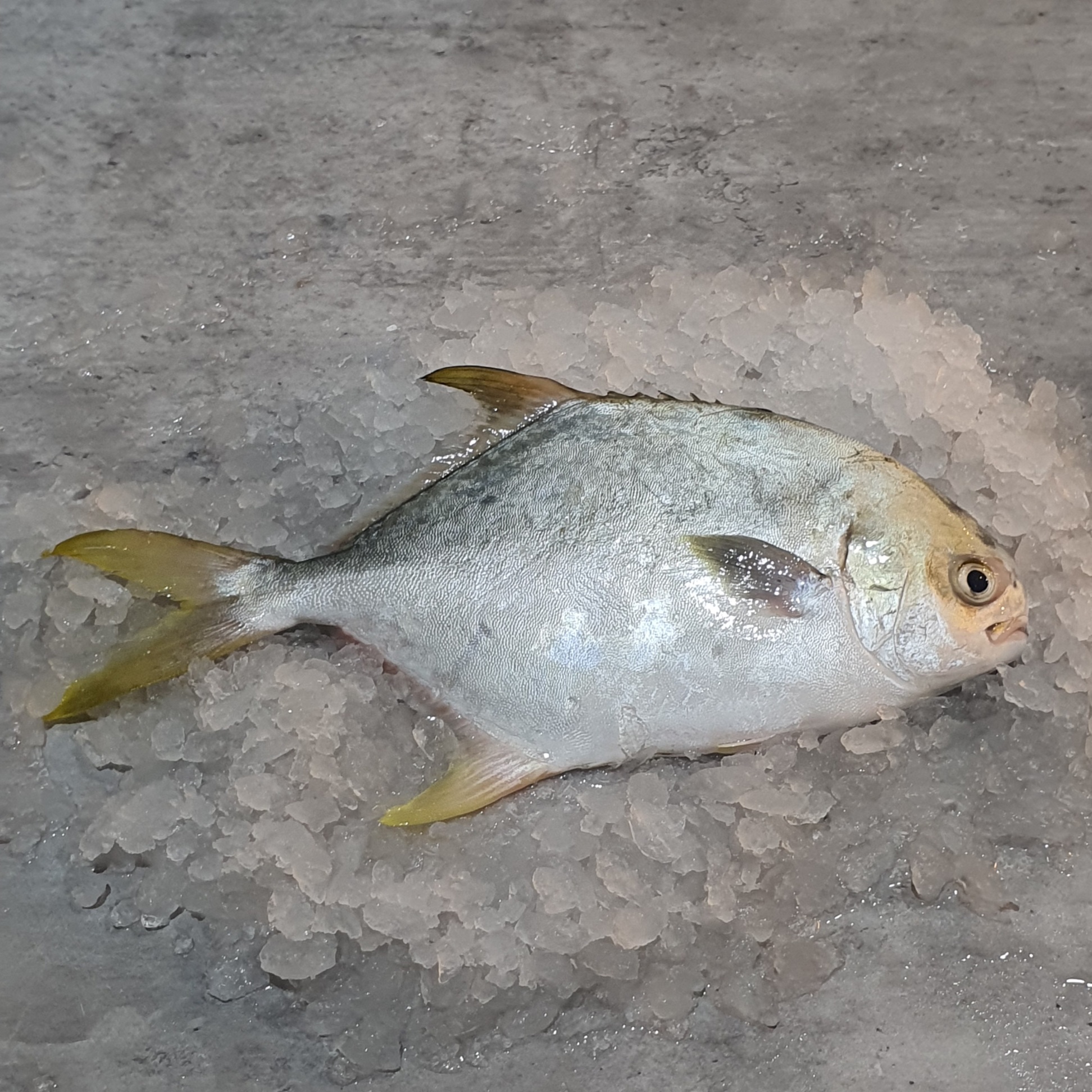 Golden Pomfret Fish (Silver Pomfret) in Singapore VitaminSeafood