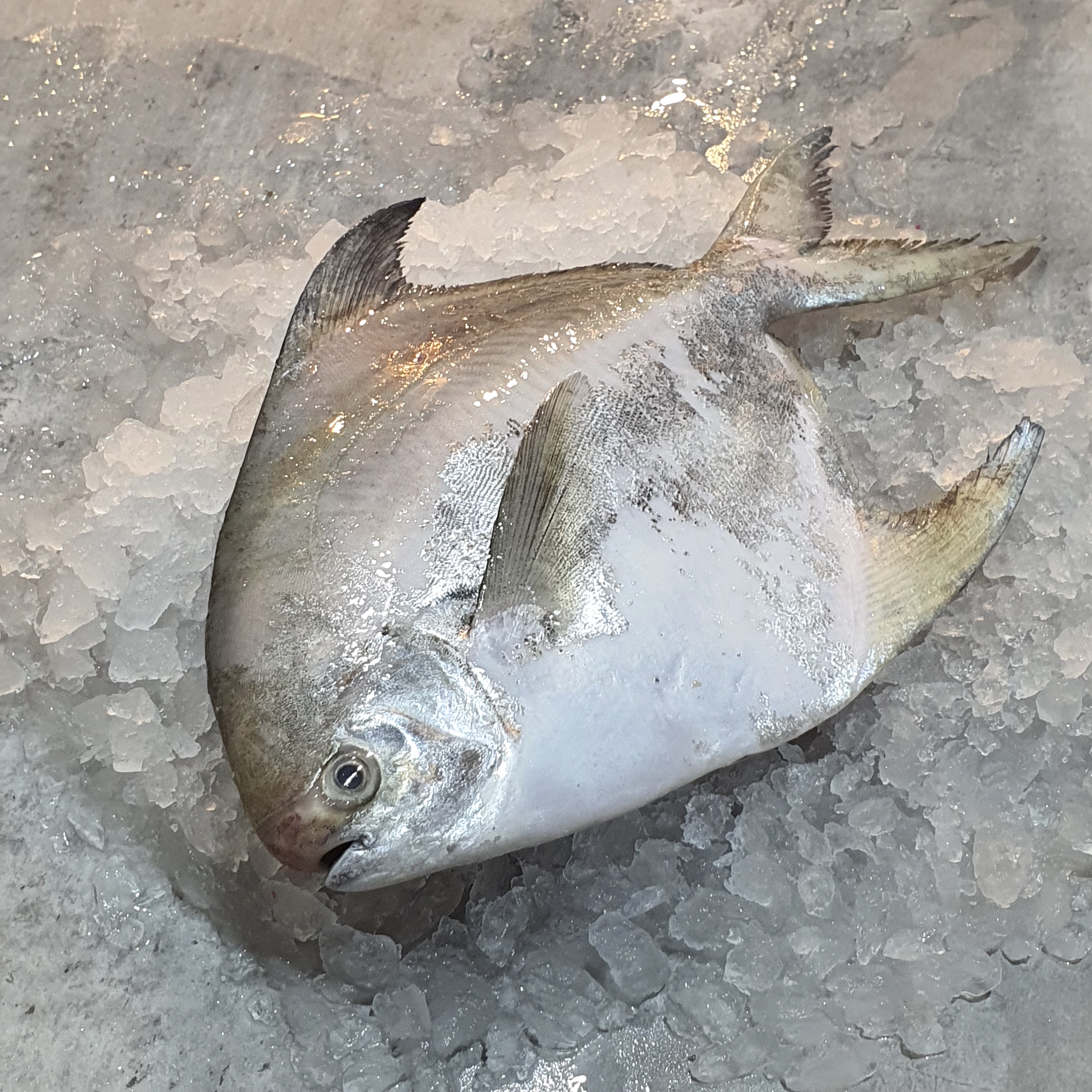 wild pomfret fish