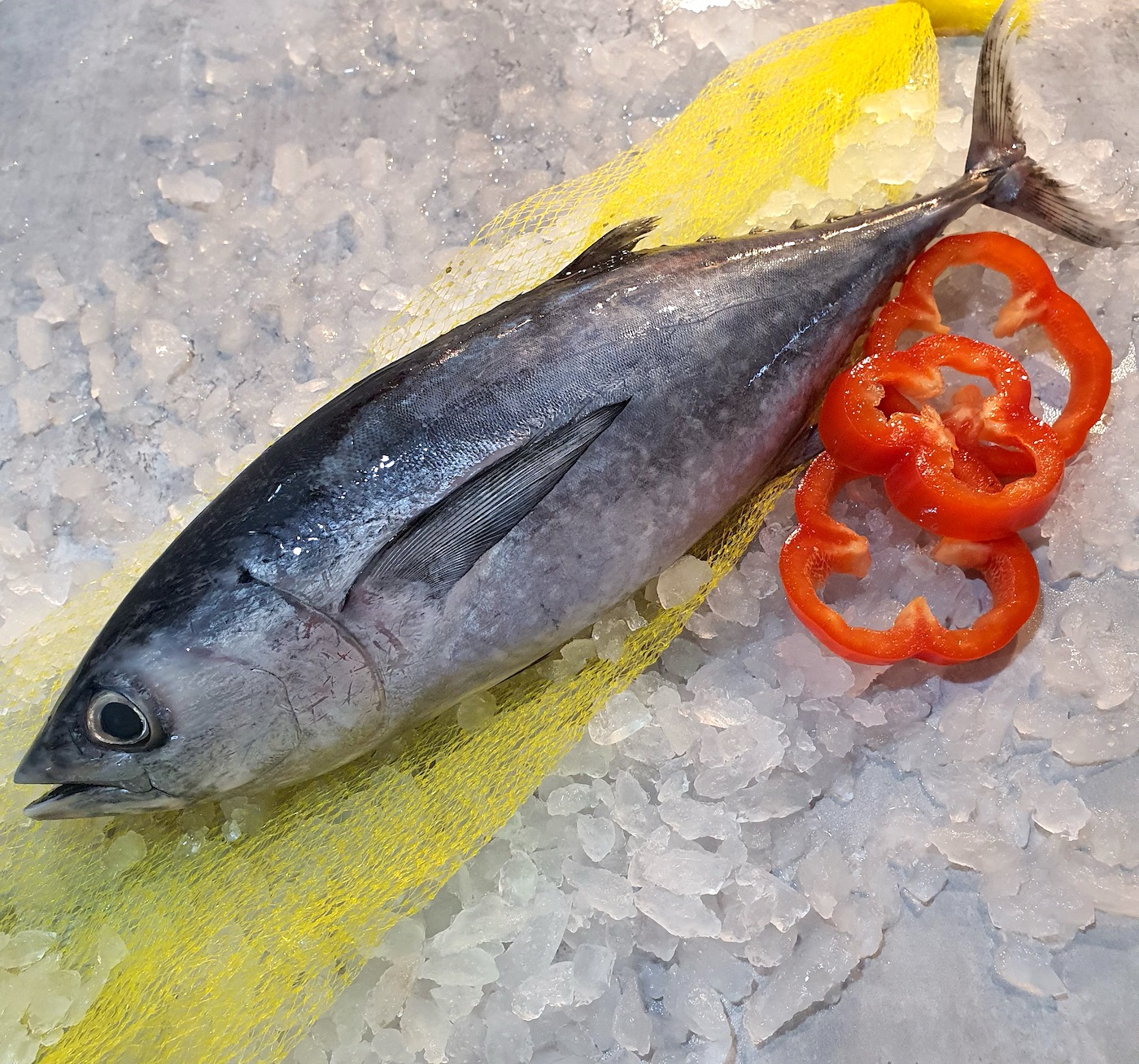 Fresh Quality Tuna 柴鱼 decorated with red bell pepper and yellow fish net