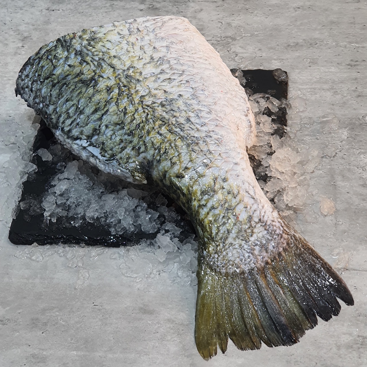 Fresh Barramundi Half Fish Body Tail Meat without fish head