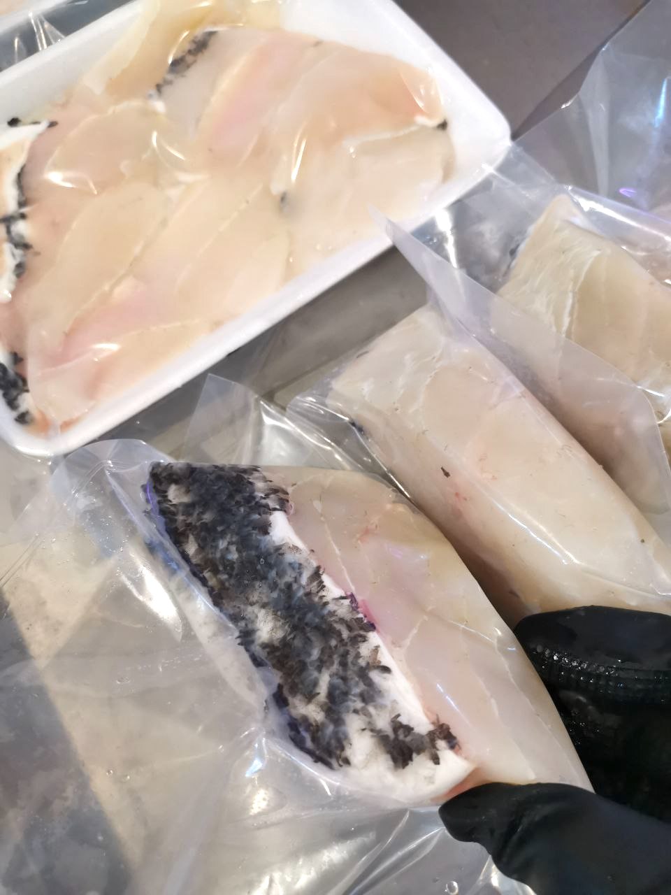 Giant Grouper 龙旦