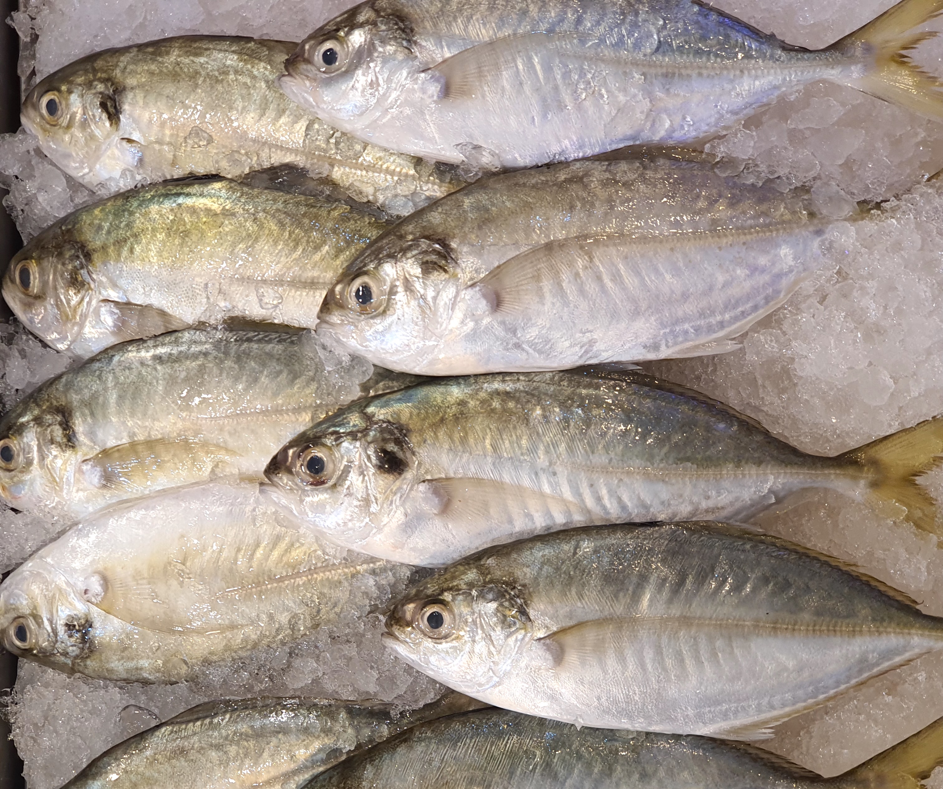 Bentong Fish 文东鱼