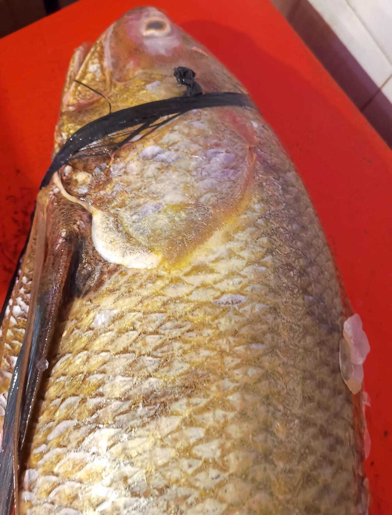 Wild Balai Threadfin Meat (Steak/Fillet) [Premium Grade]