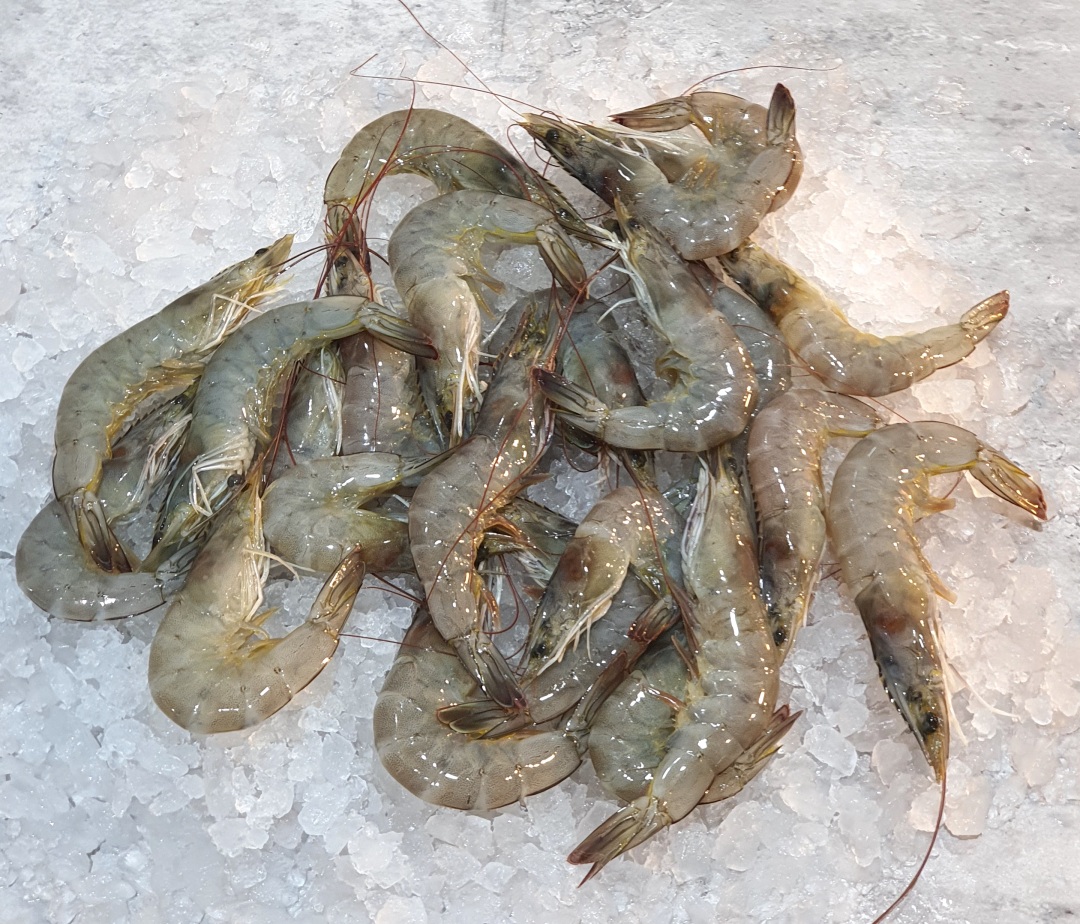 Buy Fresh Prawns in Singapore Grey Prawns VitaminSeafood