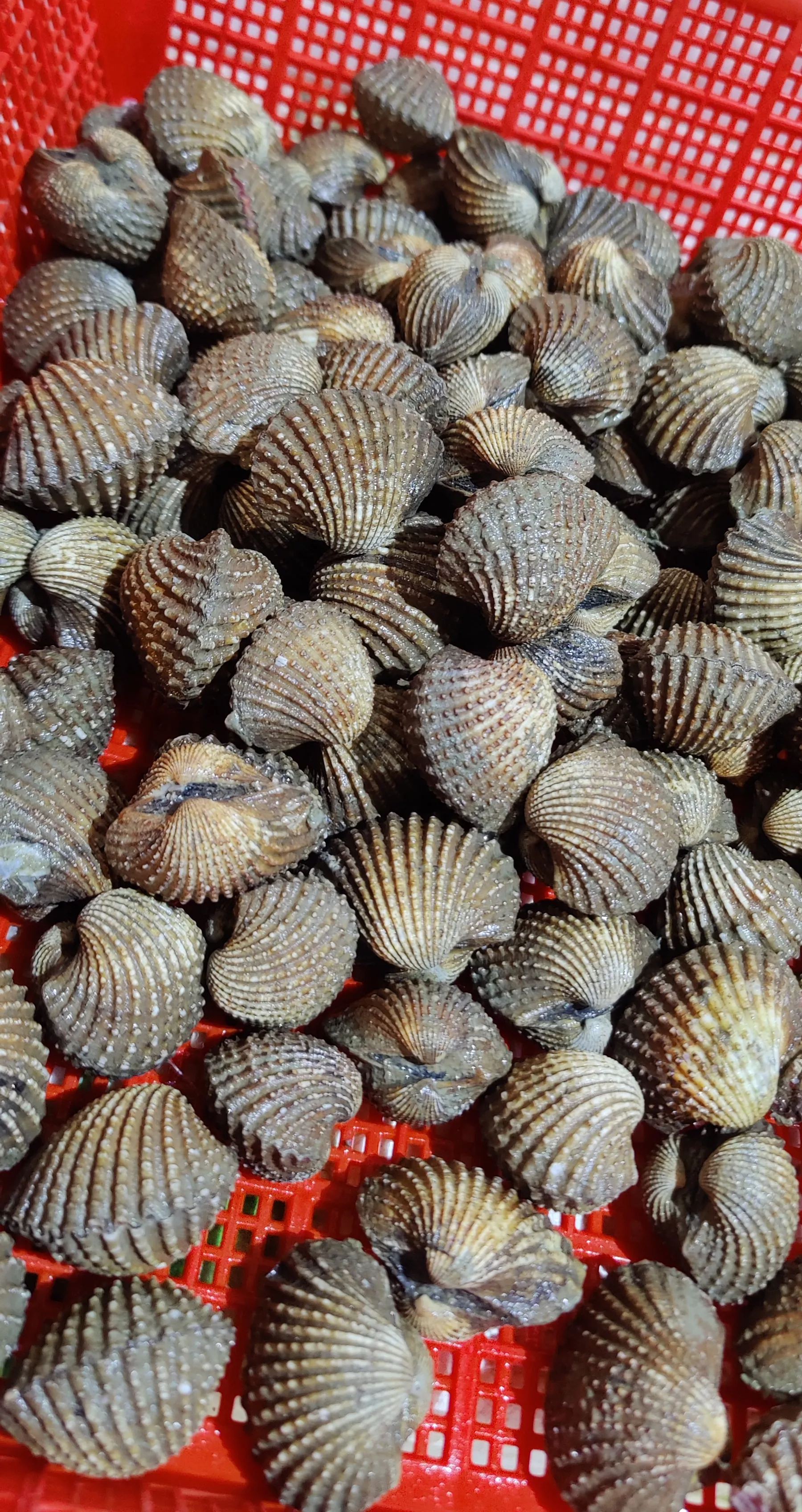 Sea Hum Live Cockles