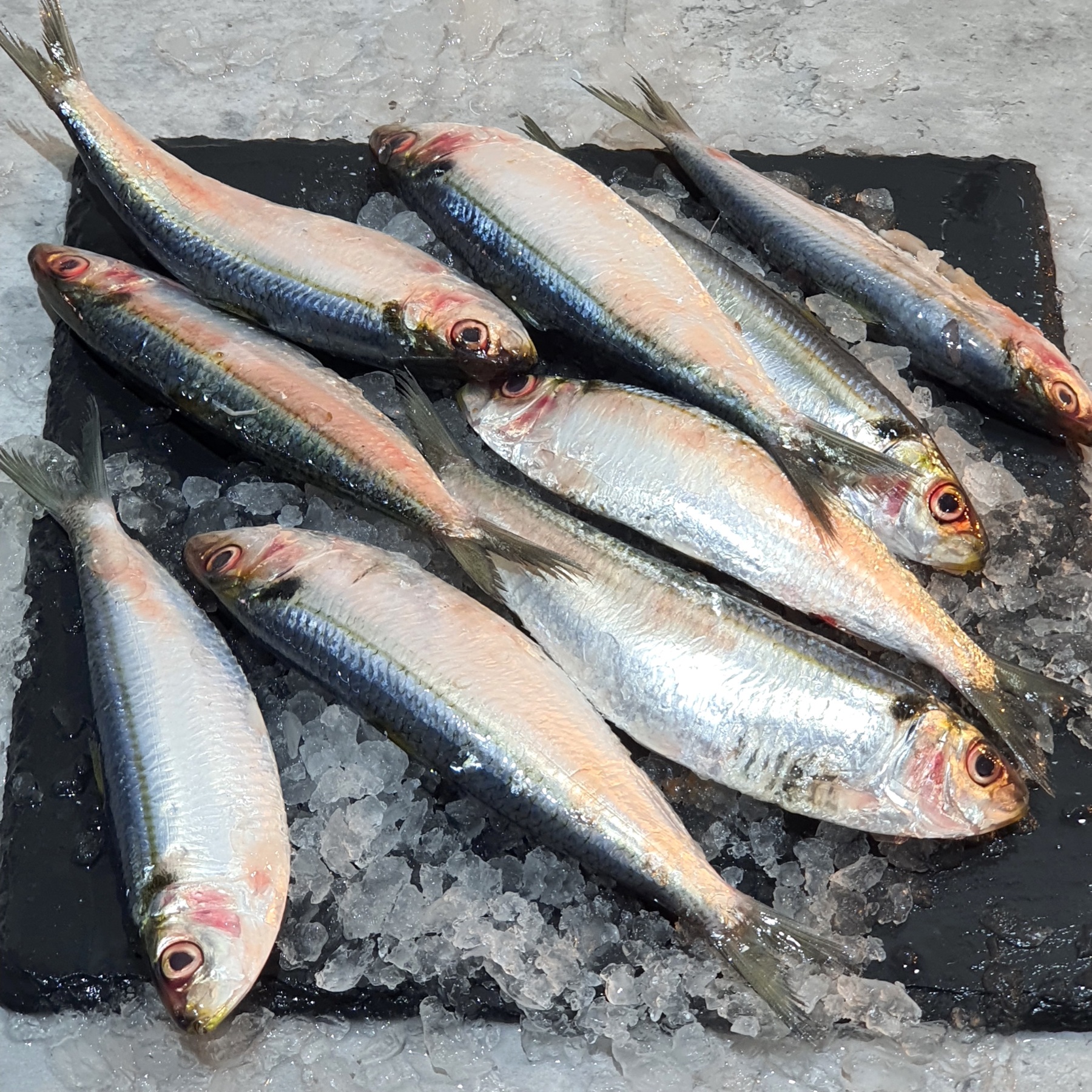 Fresh Sardines