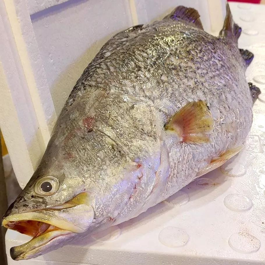 buy barramundi near me