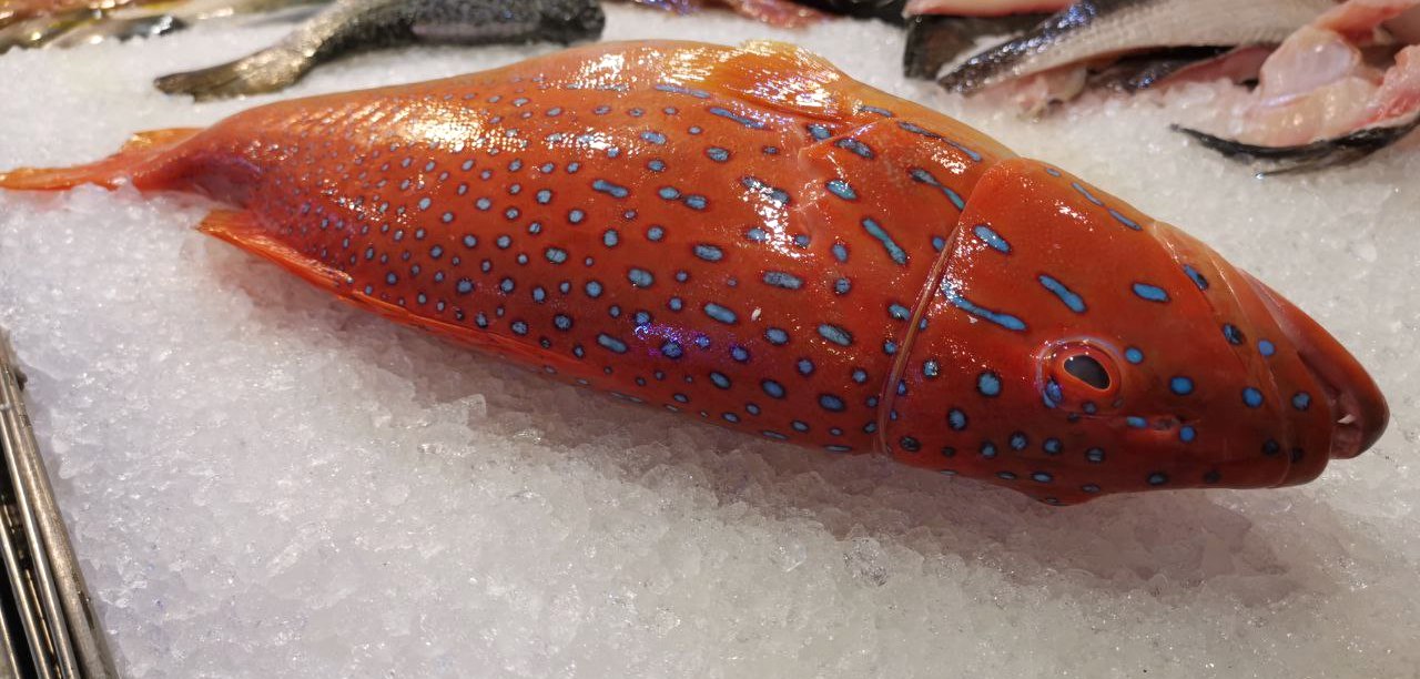 Fresh Wild Spotted / Leopard Coral Red Grouper Fish