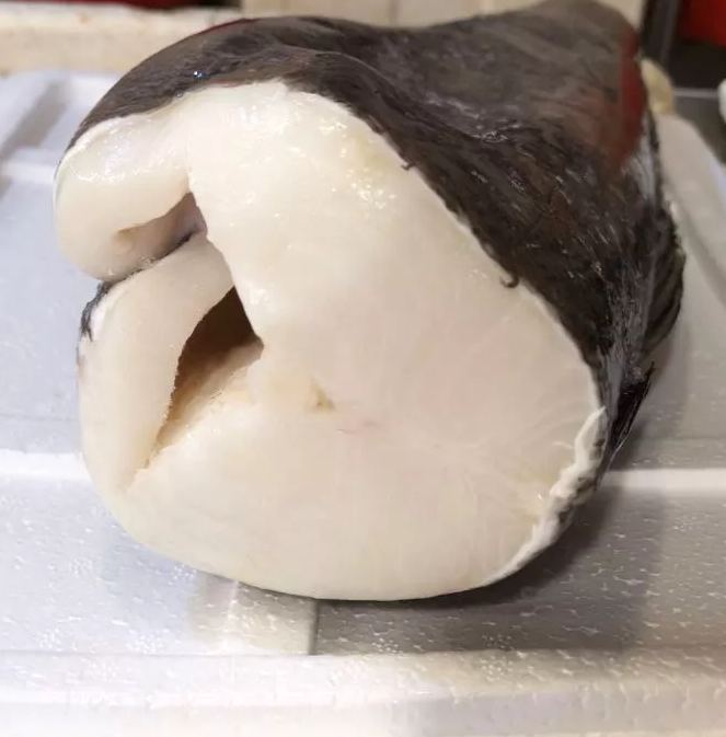 Wild Cod Fish Whole, Headless