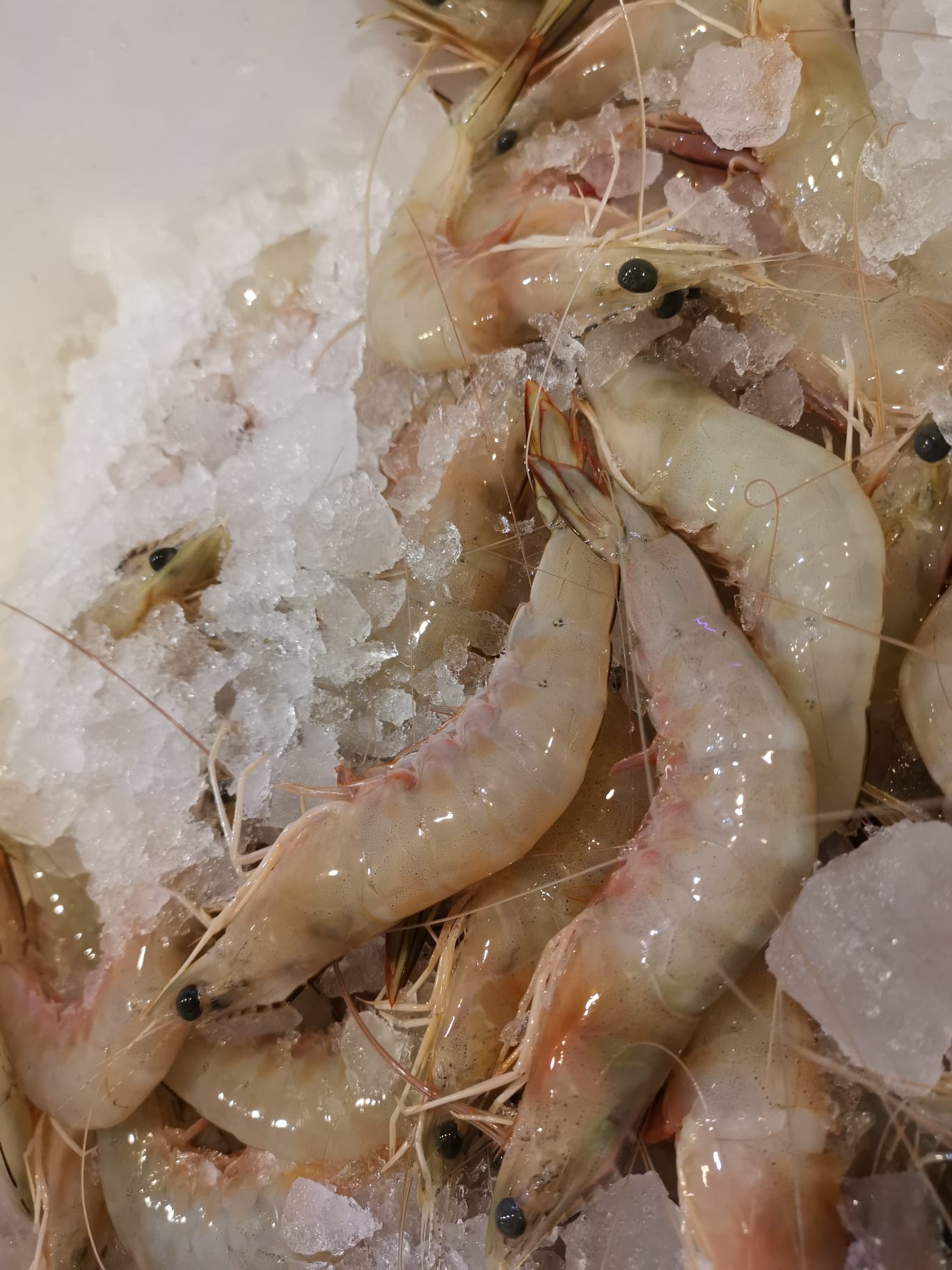 Fresh Ang Kar Prawns 红脚虾