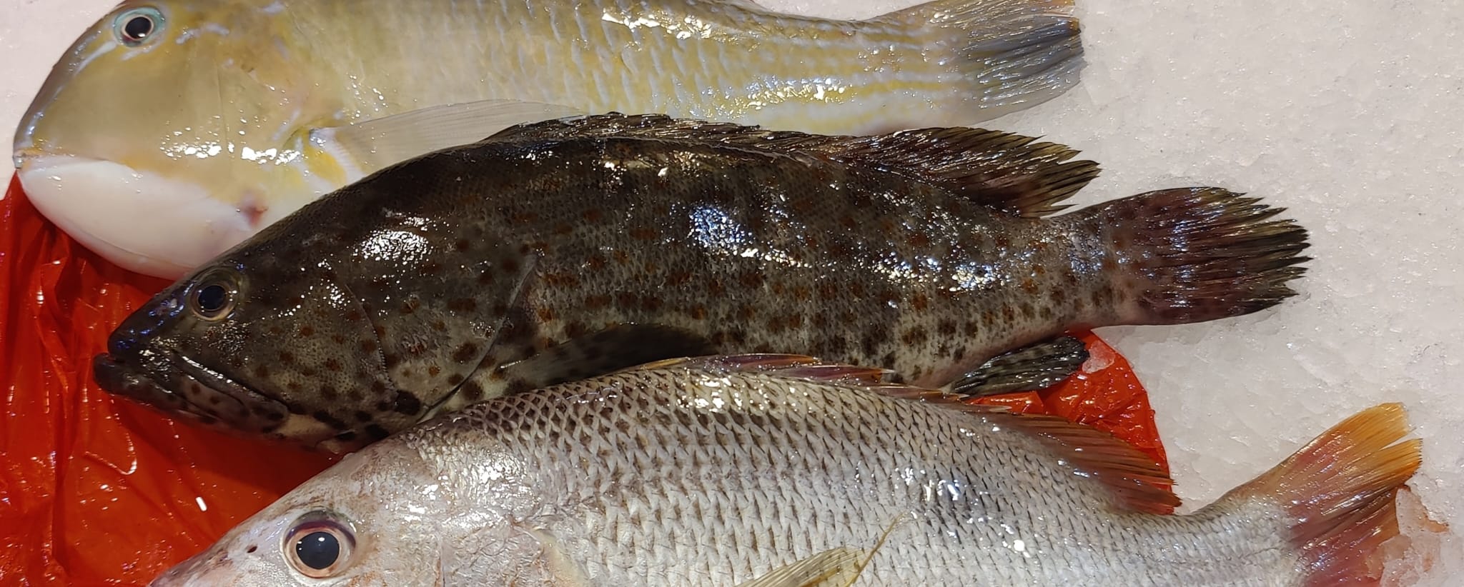 Wild Black Grouper 黑石斑