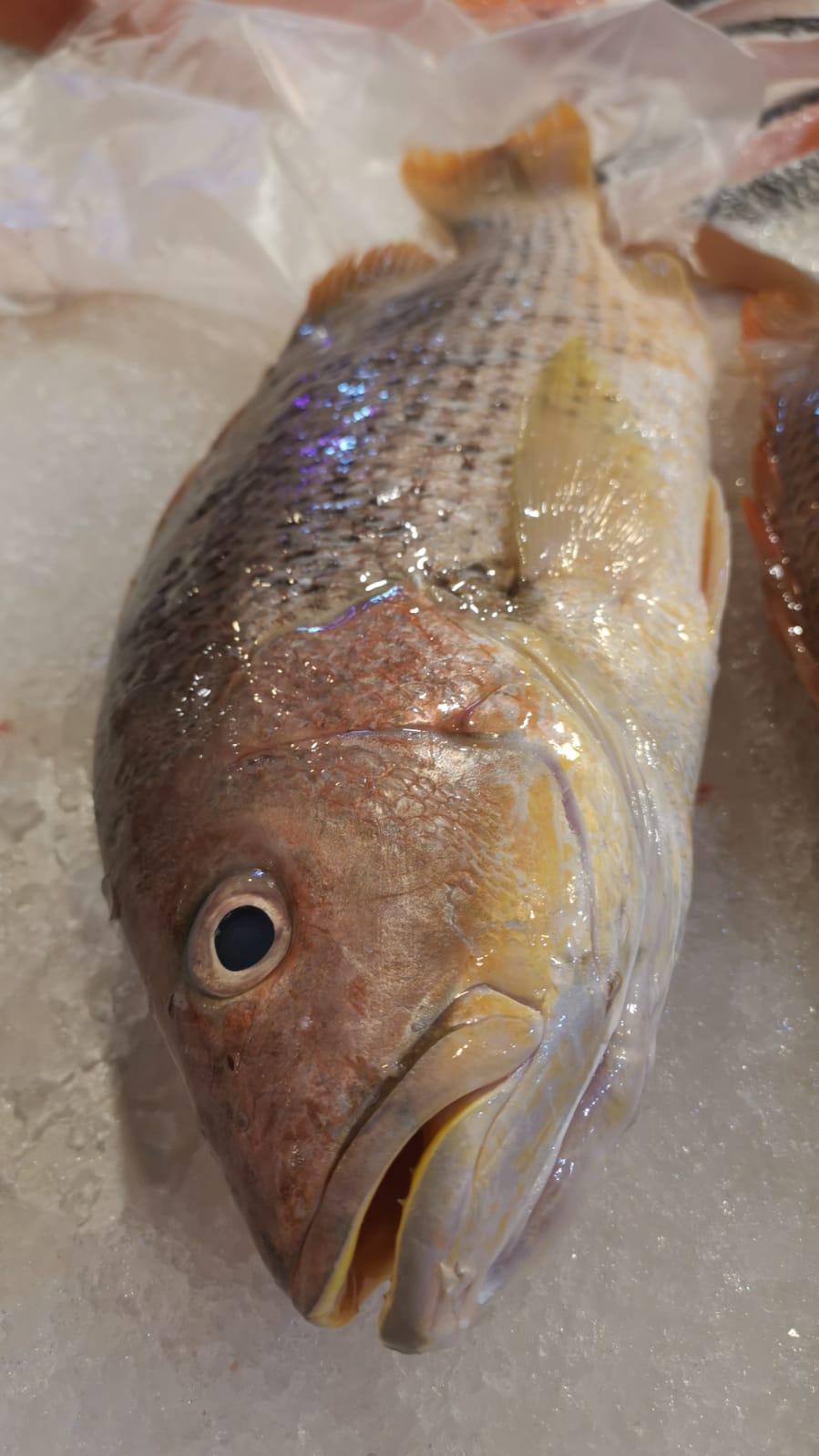 Golden Snapper (Ang Zhor)