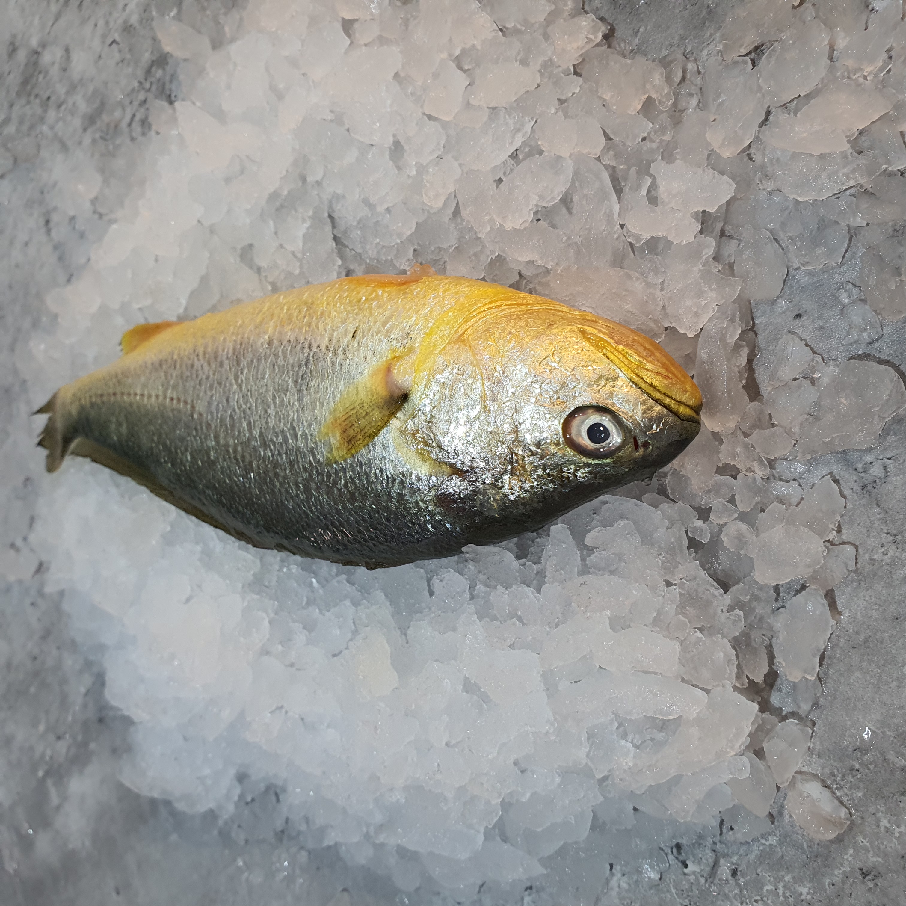 Yellow Croaker 新鲜黄花鱼