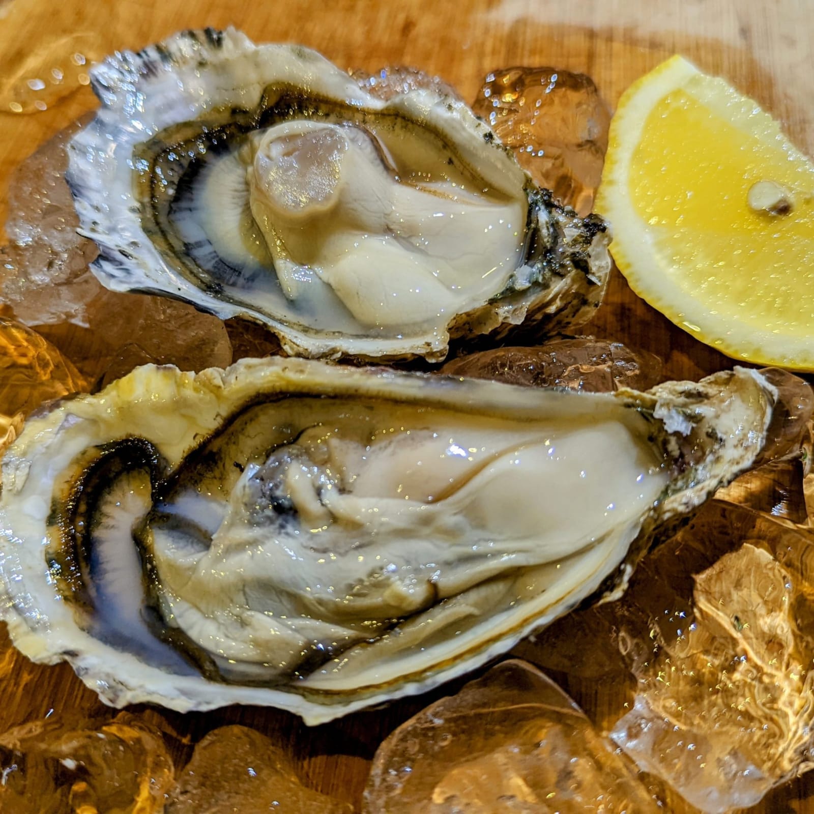 Sashimi Grade Oysters [Murotsu Kajimoto Bay]