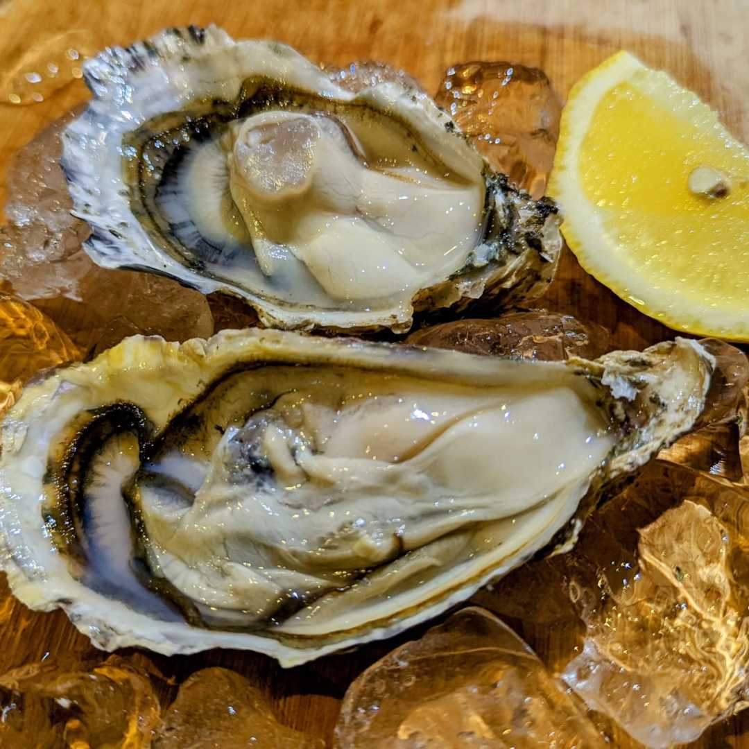 Sashimi Grade Oysters [Murotsu Kajimoto Bay]