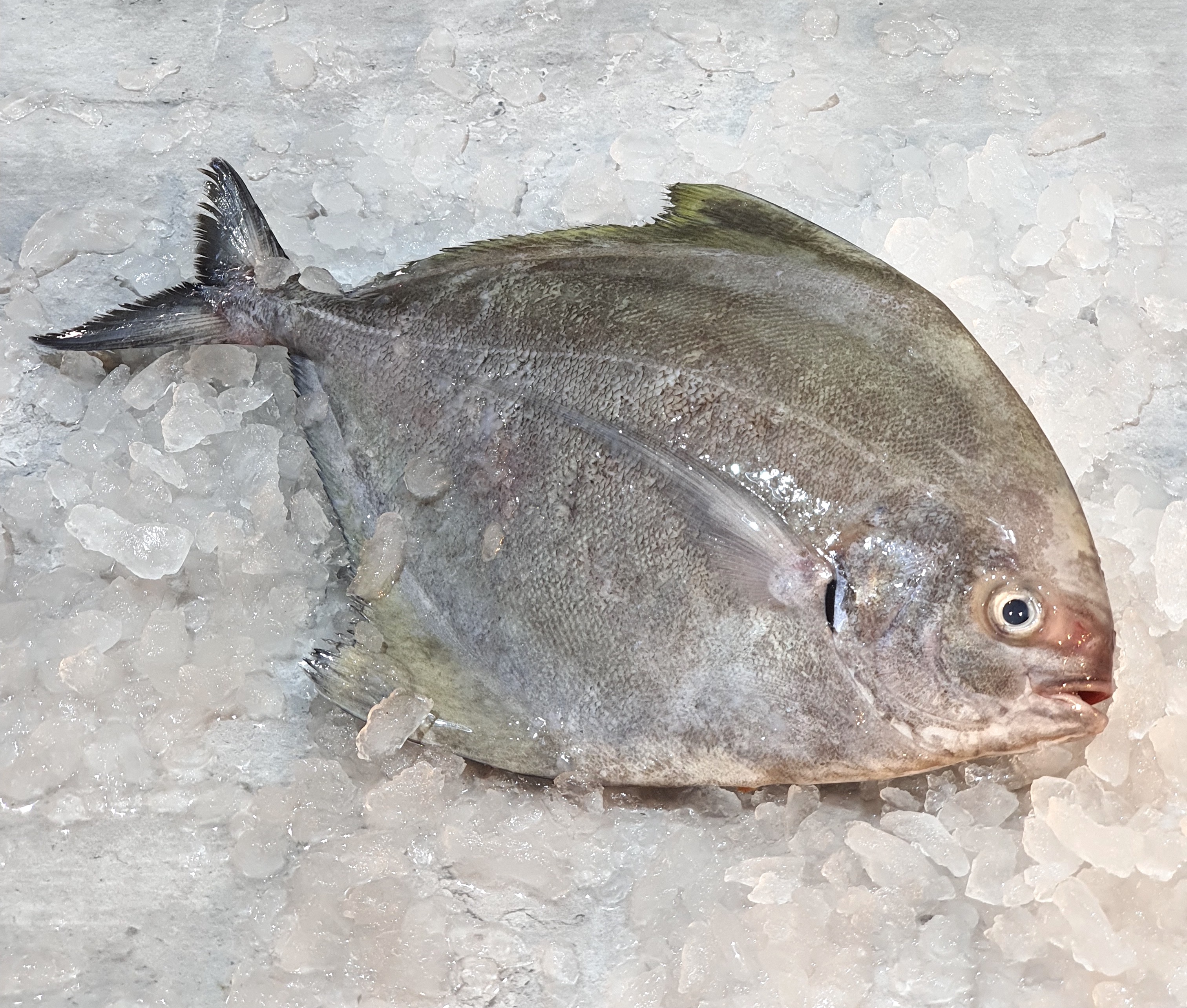 Black Pomfret 黑鲳