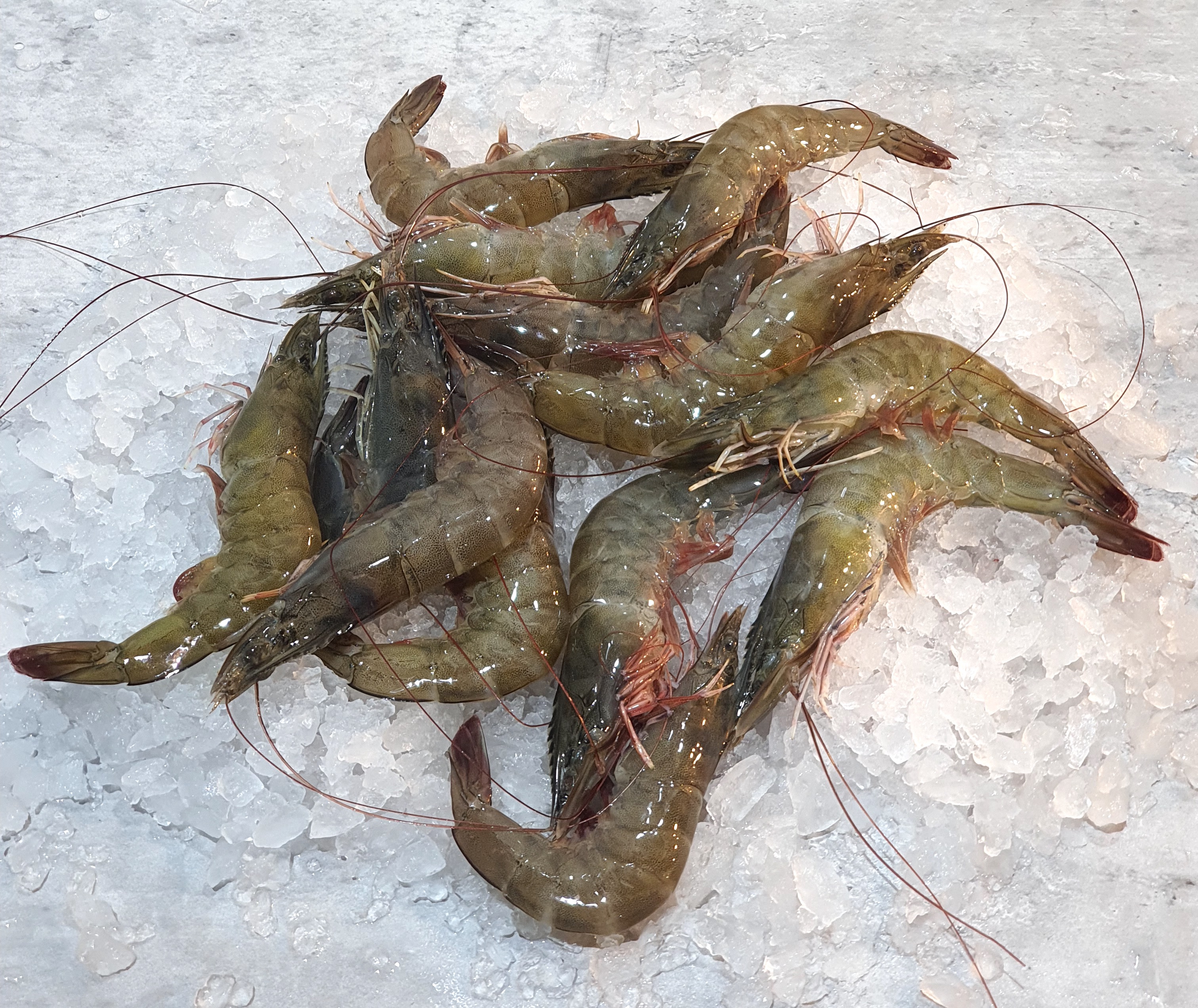 Live Prawns 活虾